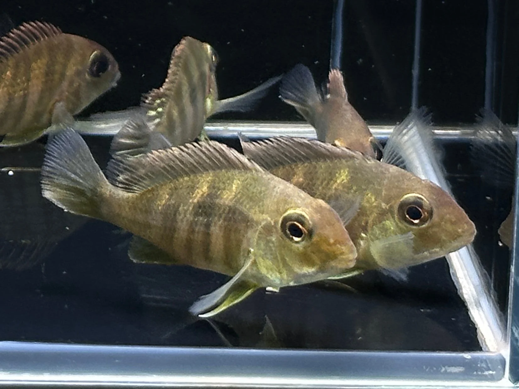 Red Head Tapajo - 2.5"