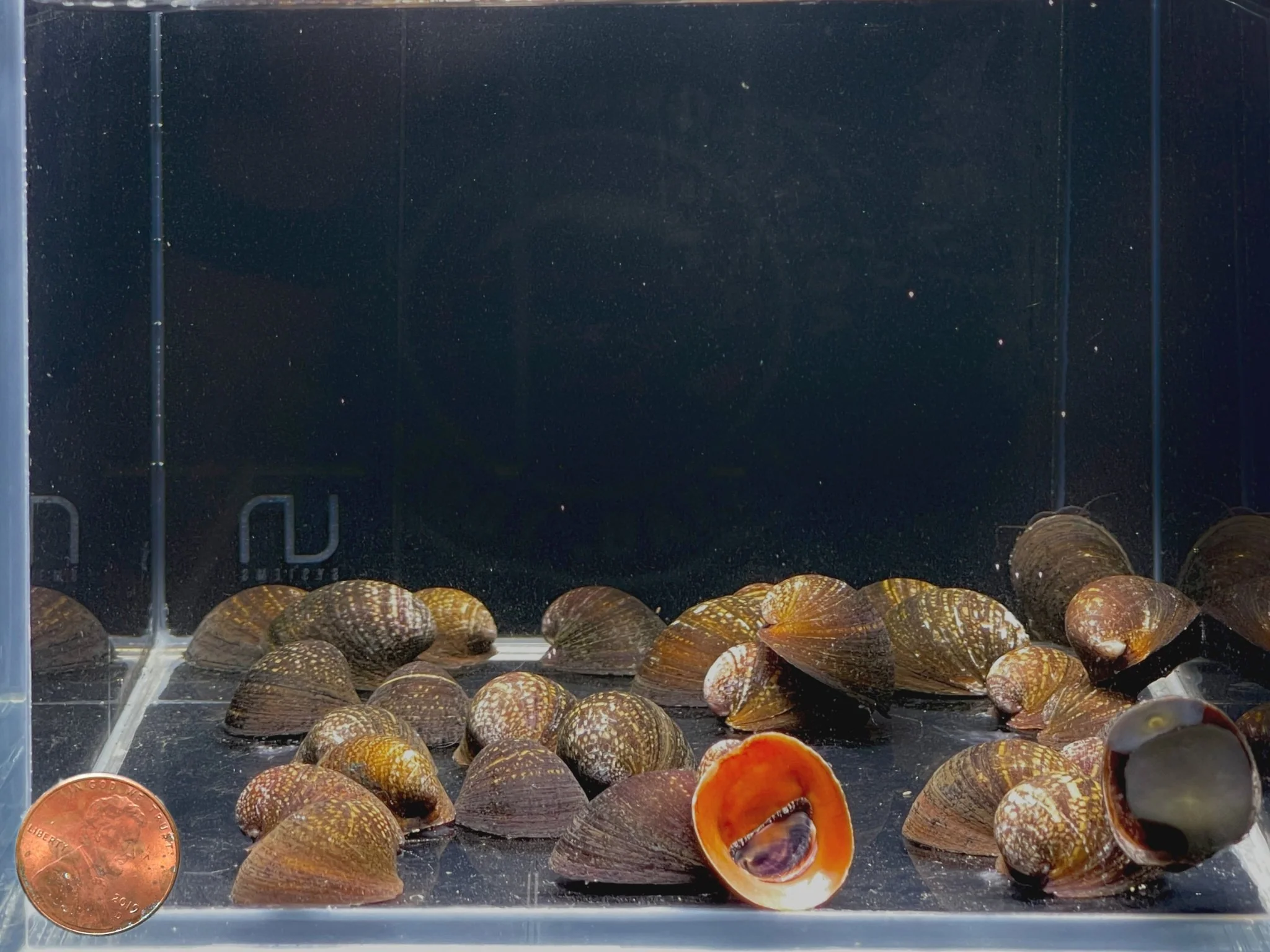 Red Lip Nerite Snail