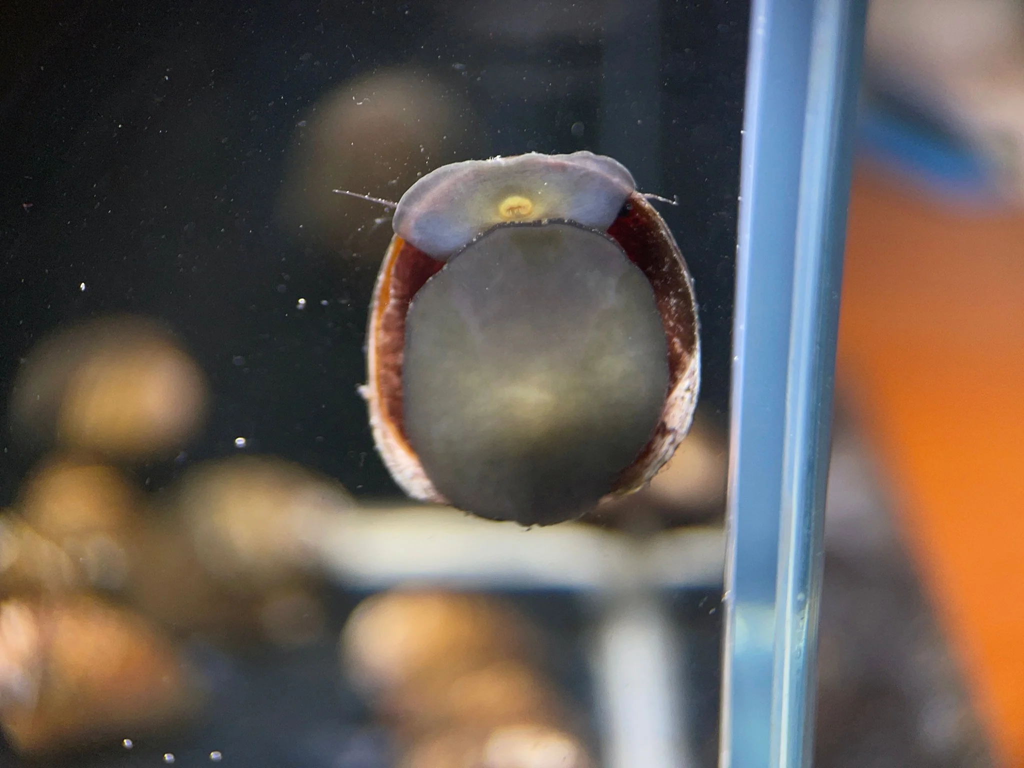 Red Lip Nerite Snail - Image 2