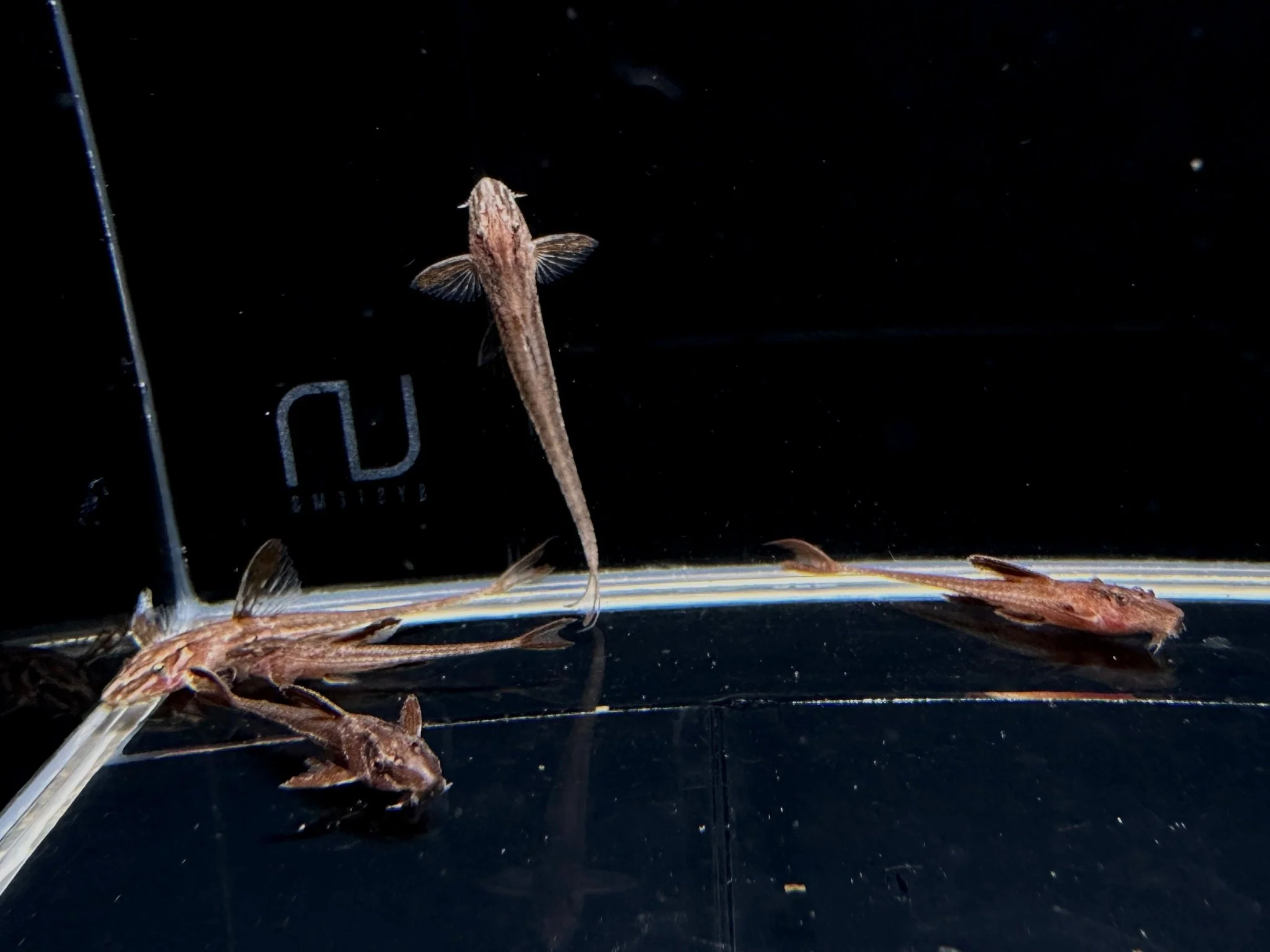 Red Lizard Whiptail Catfish