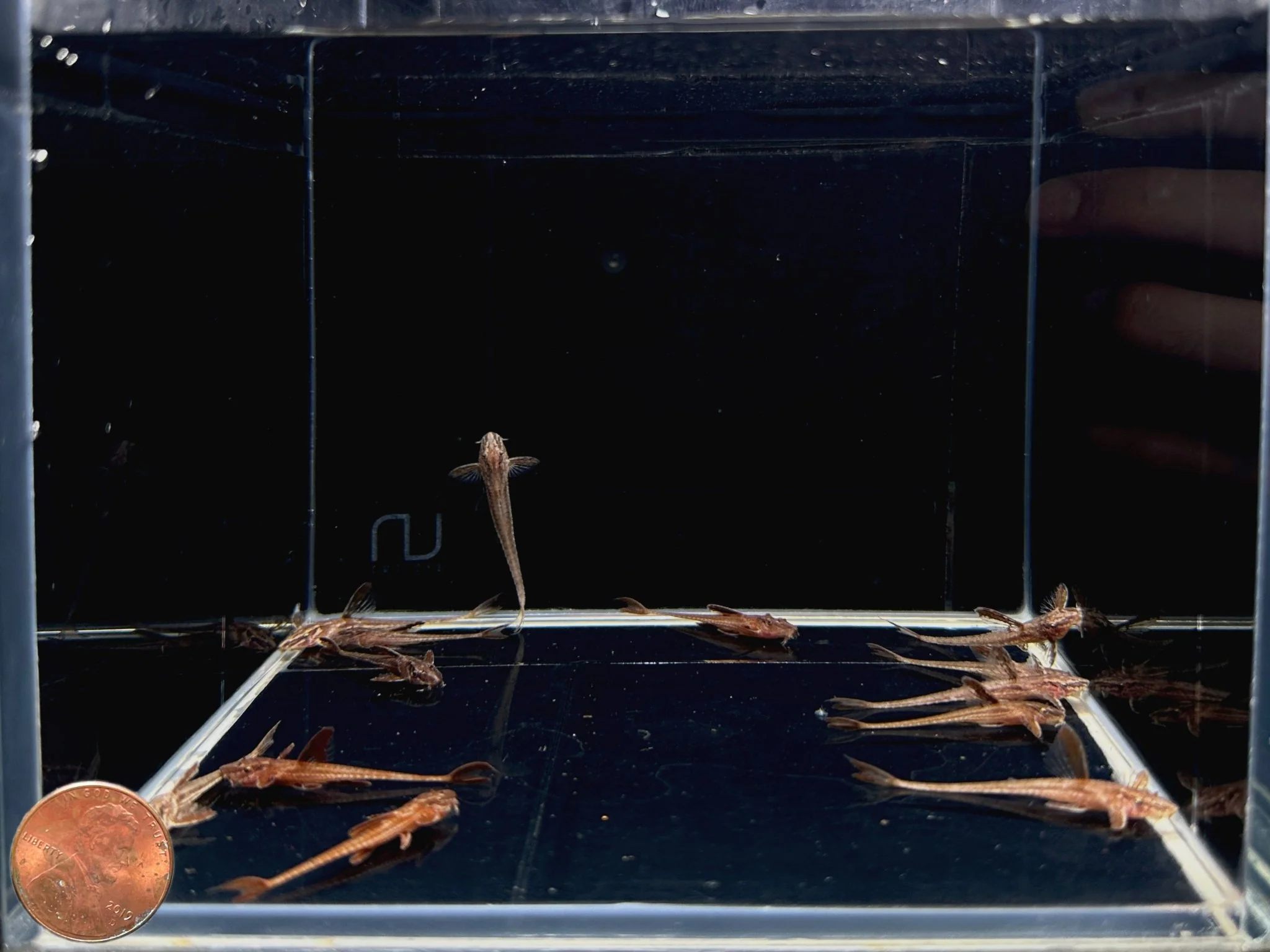 Red Lizard Whiptail Catfish - Image 2