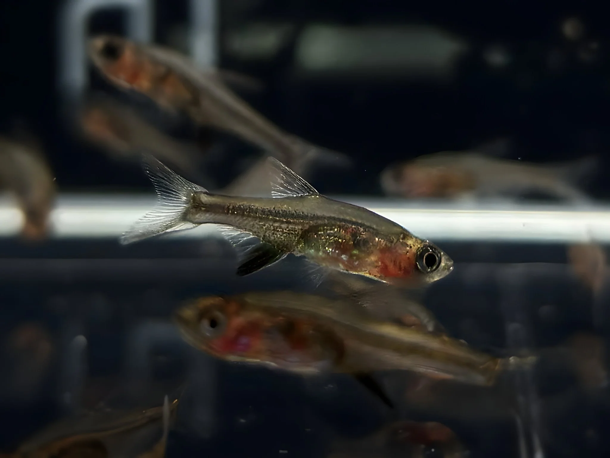 Red Neon Rasbora - Image 2