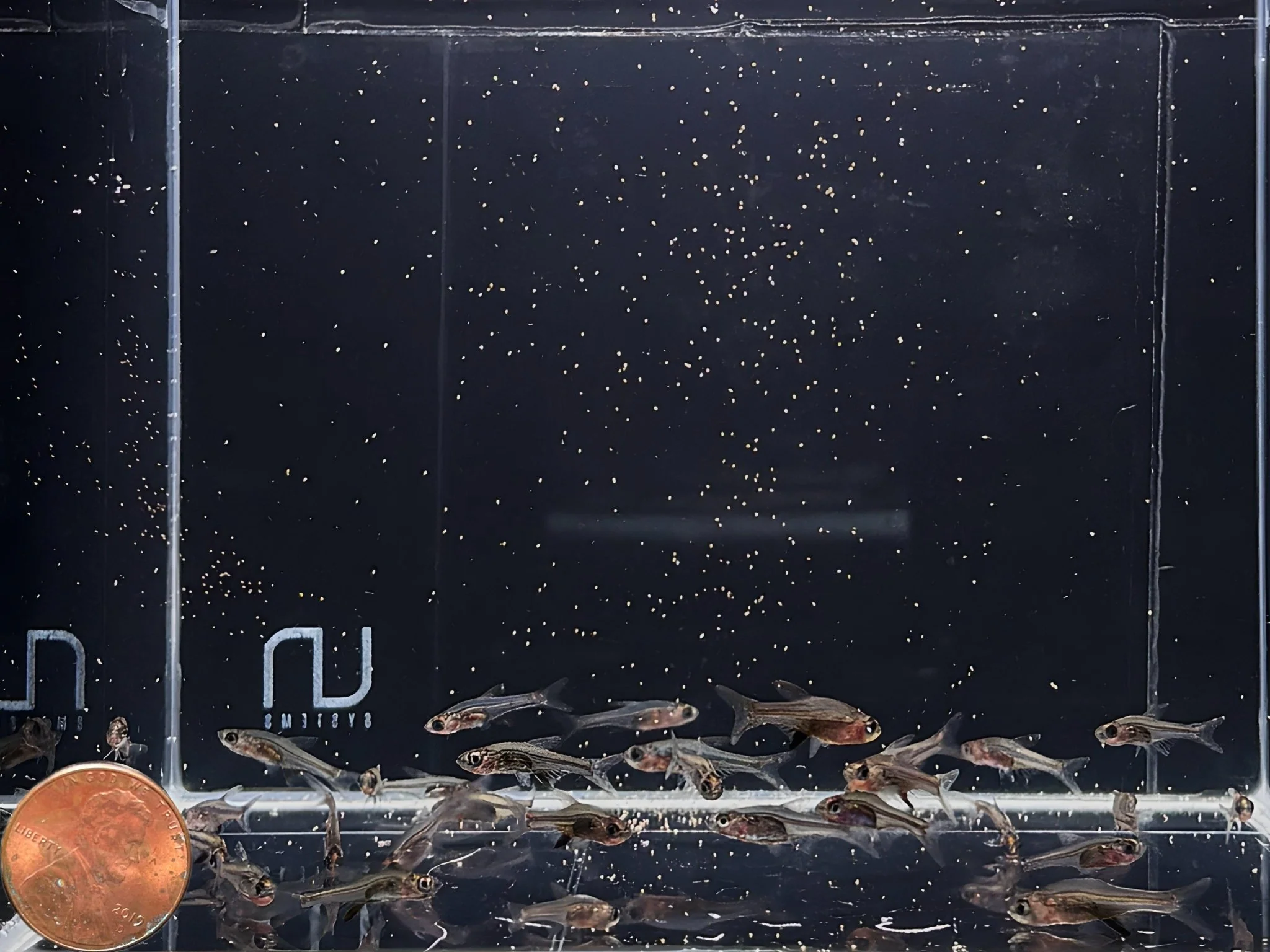 Red Neon Rasbora - Image 3