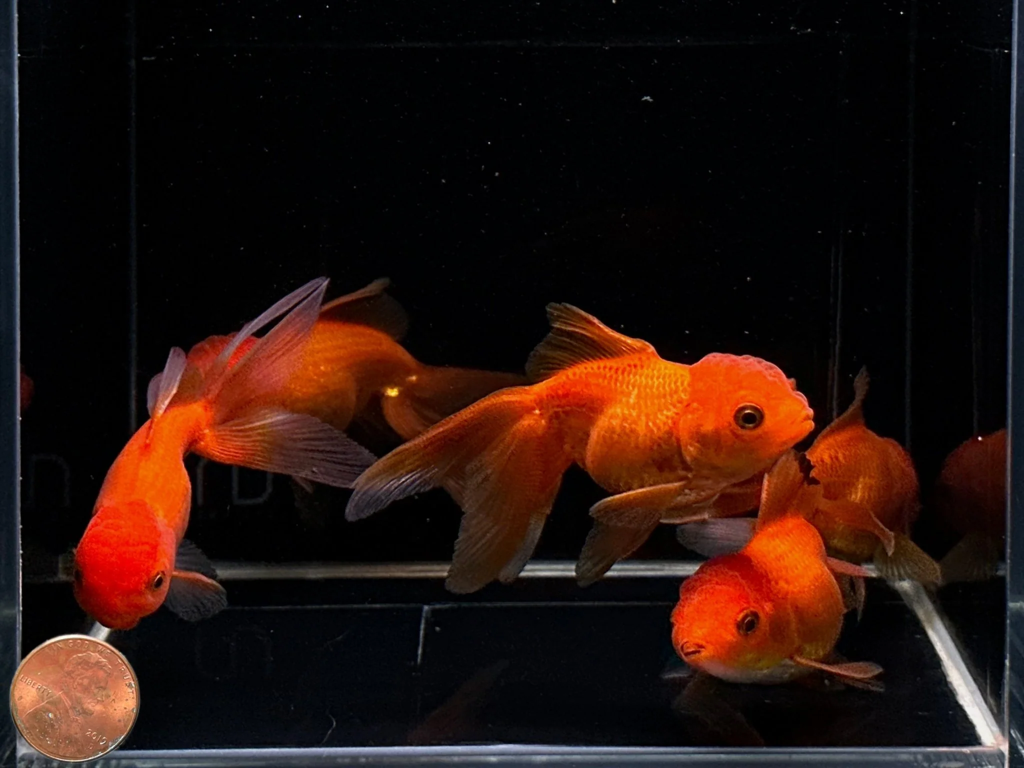 Red Oranda Goldfish 2.75-3.25" - Image 2
