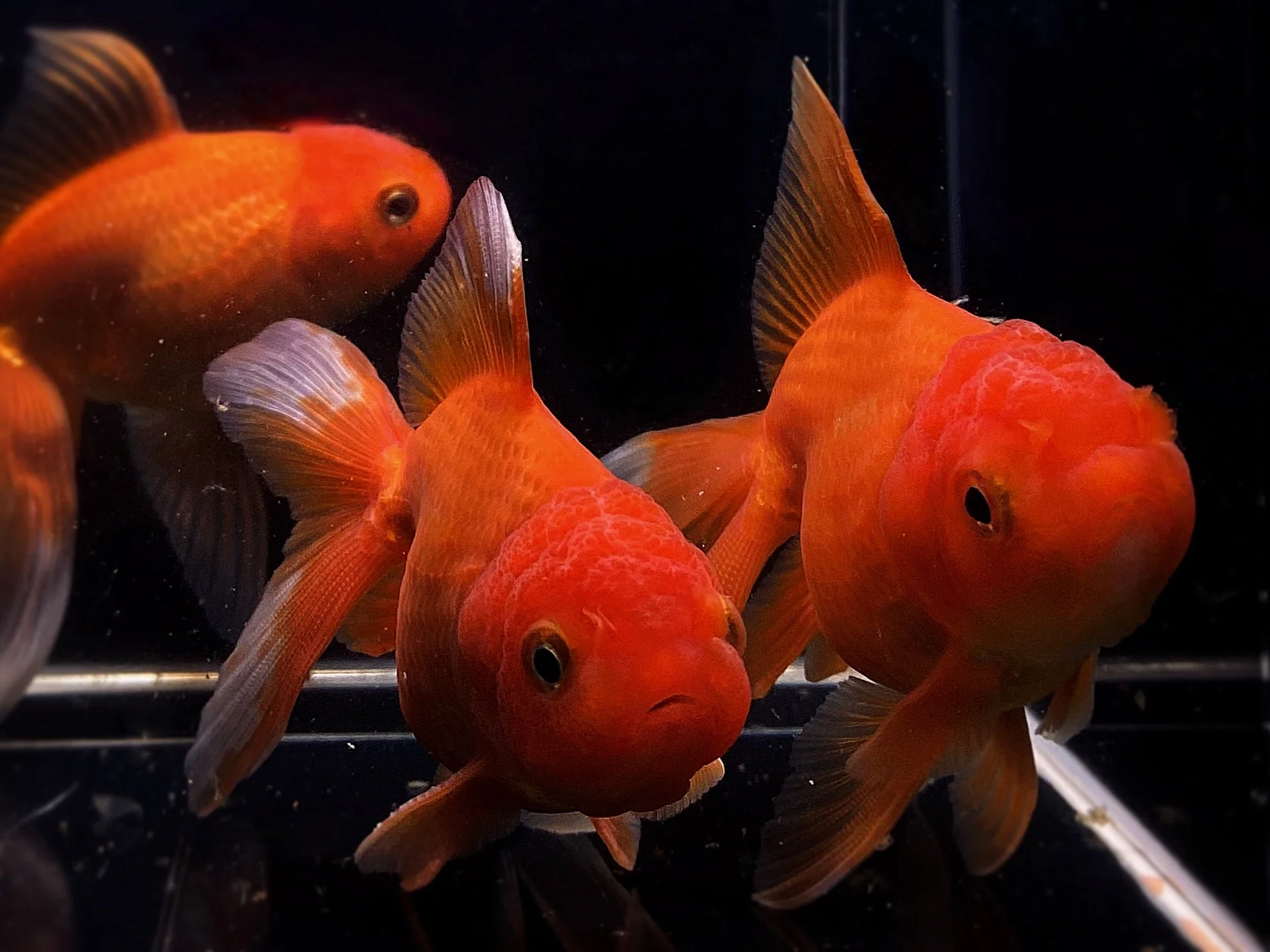 Red Oranda Goldfish 3.5-4"