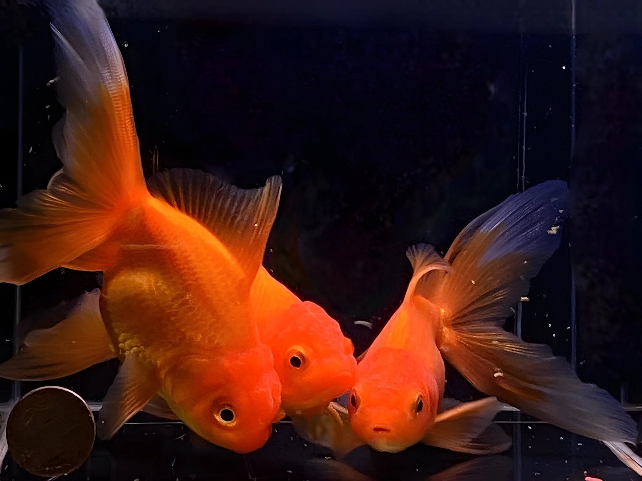 Red Oranda Goldfish 3.5-4" - Image 2