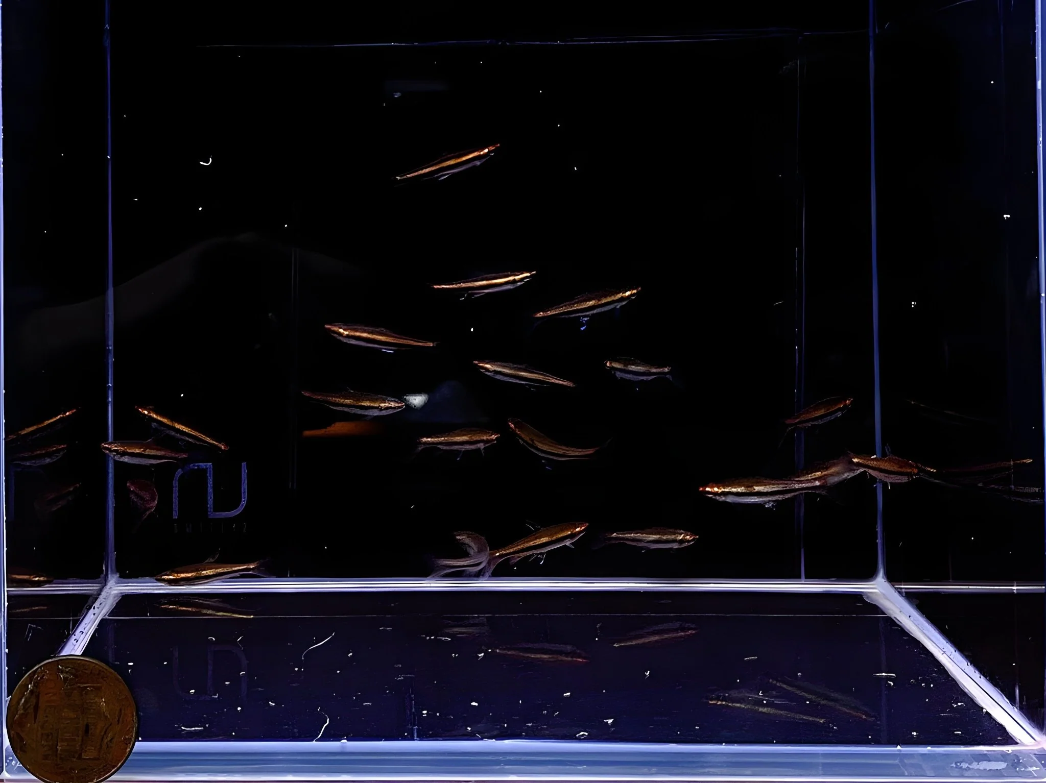 Red Pencilfish - Image 2