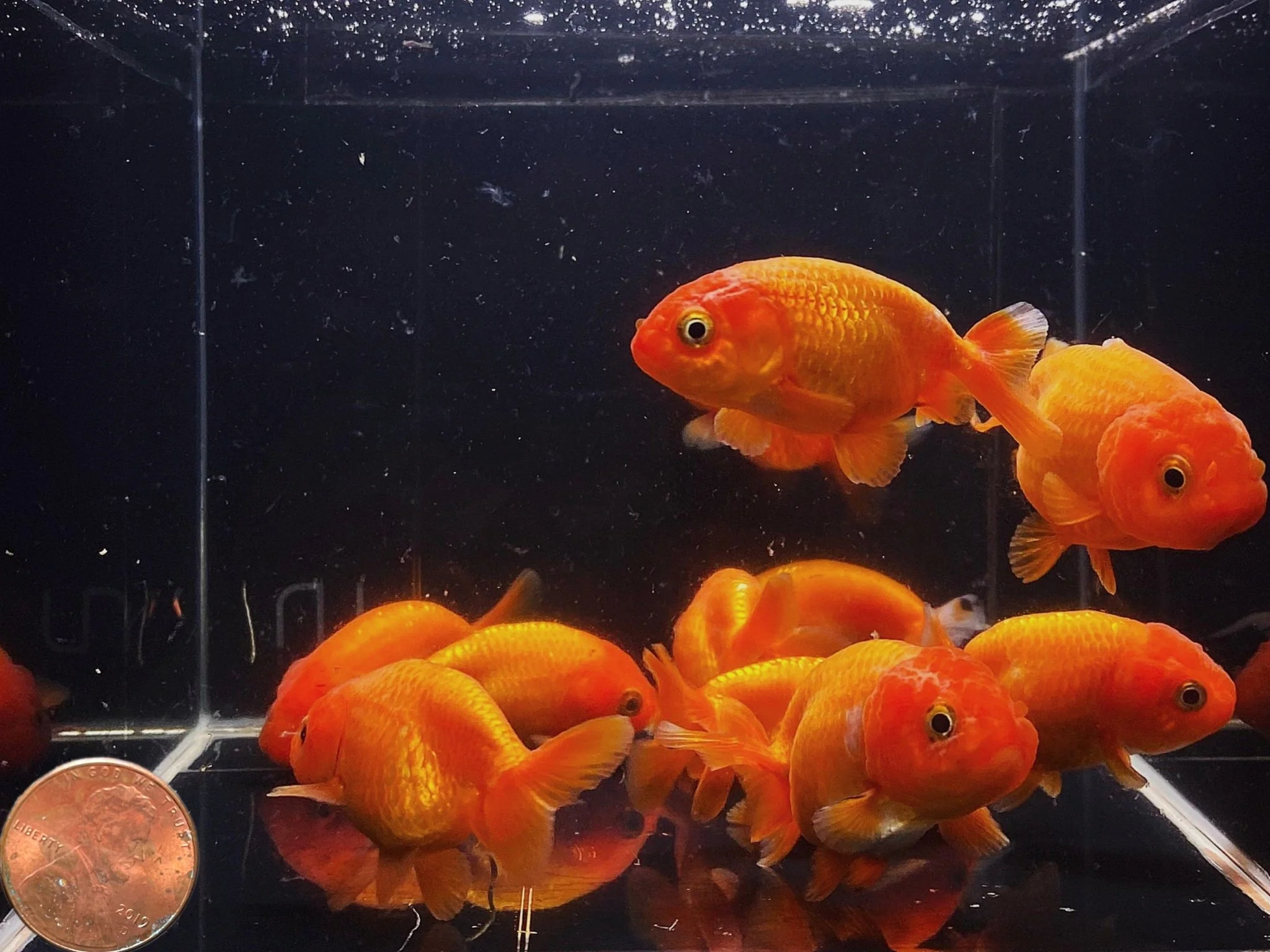 Red Ranchu Goldfish - 2-2.5" - Image 2