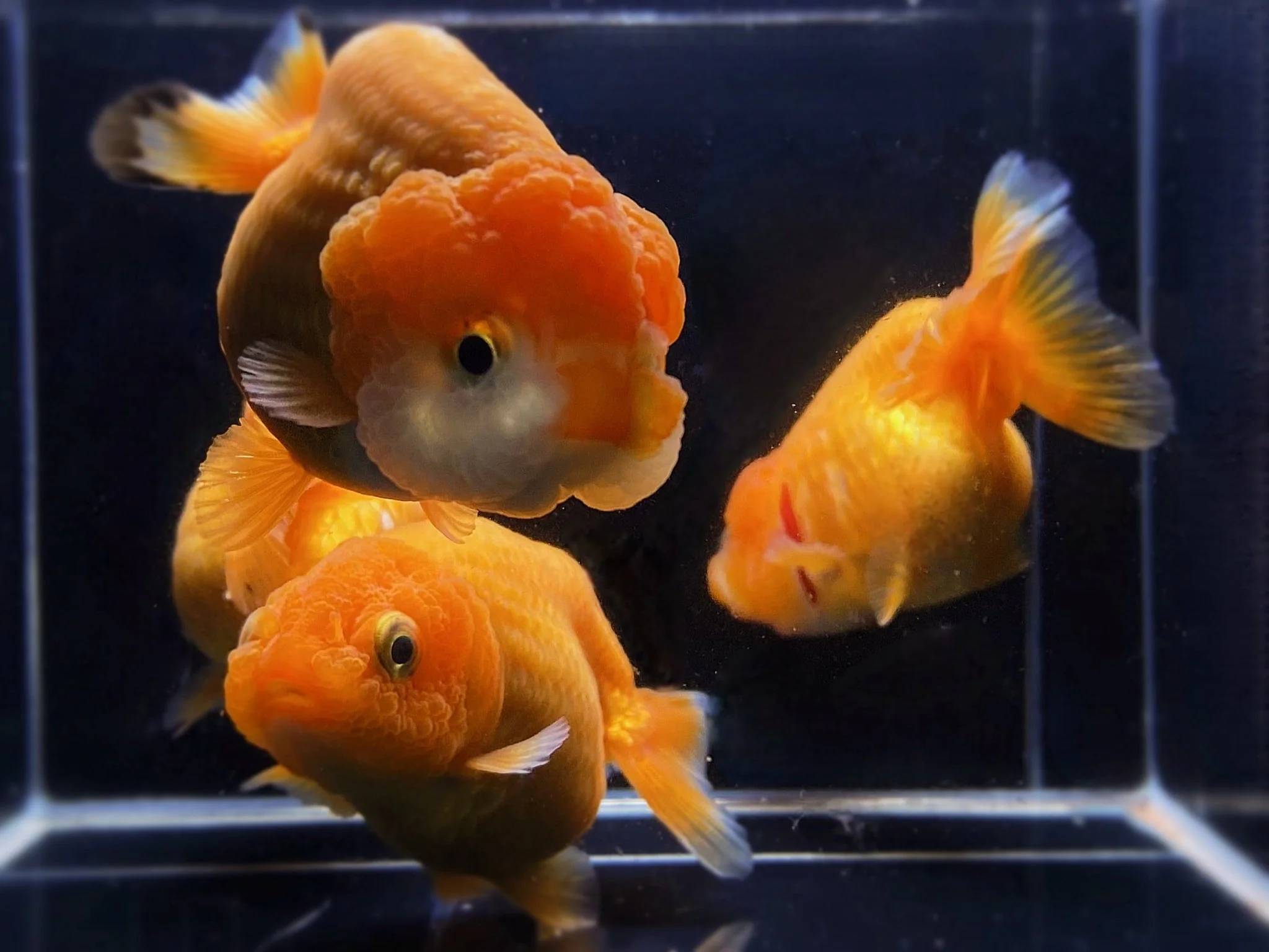 Red Ranchu Goldfish 2.75"-3.25"