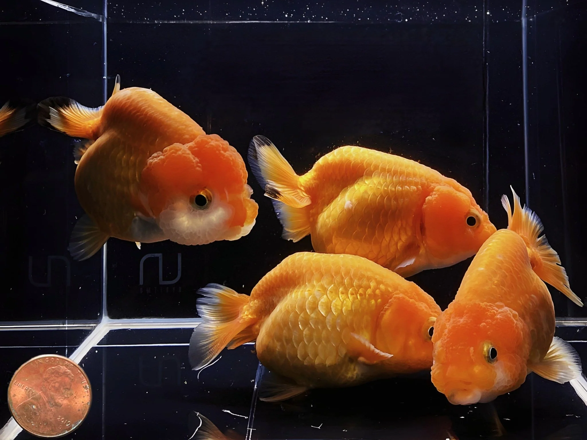 Red Ranchu Goldfish 2.75"-3.25" - Image 2