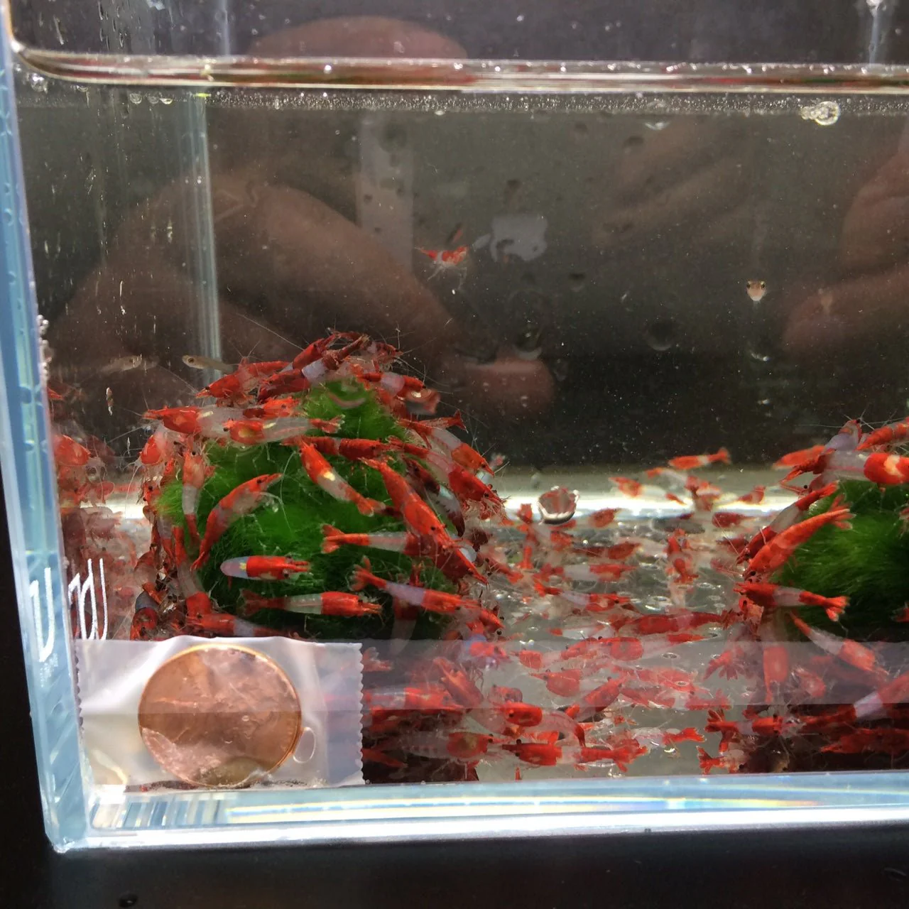 Red Rili Shrimp - Image 3