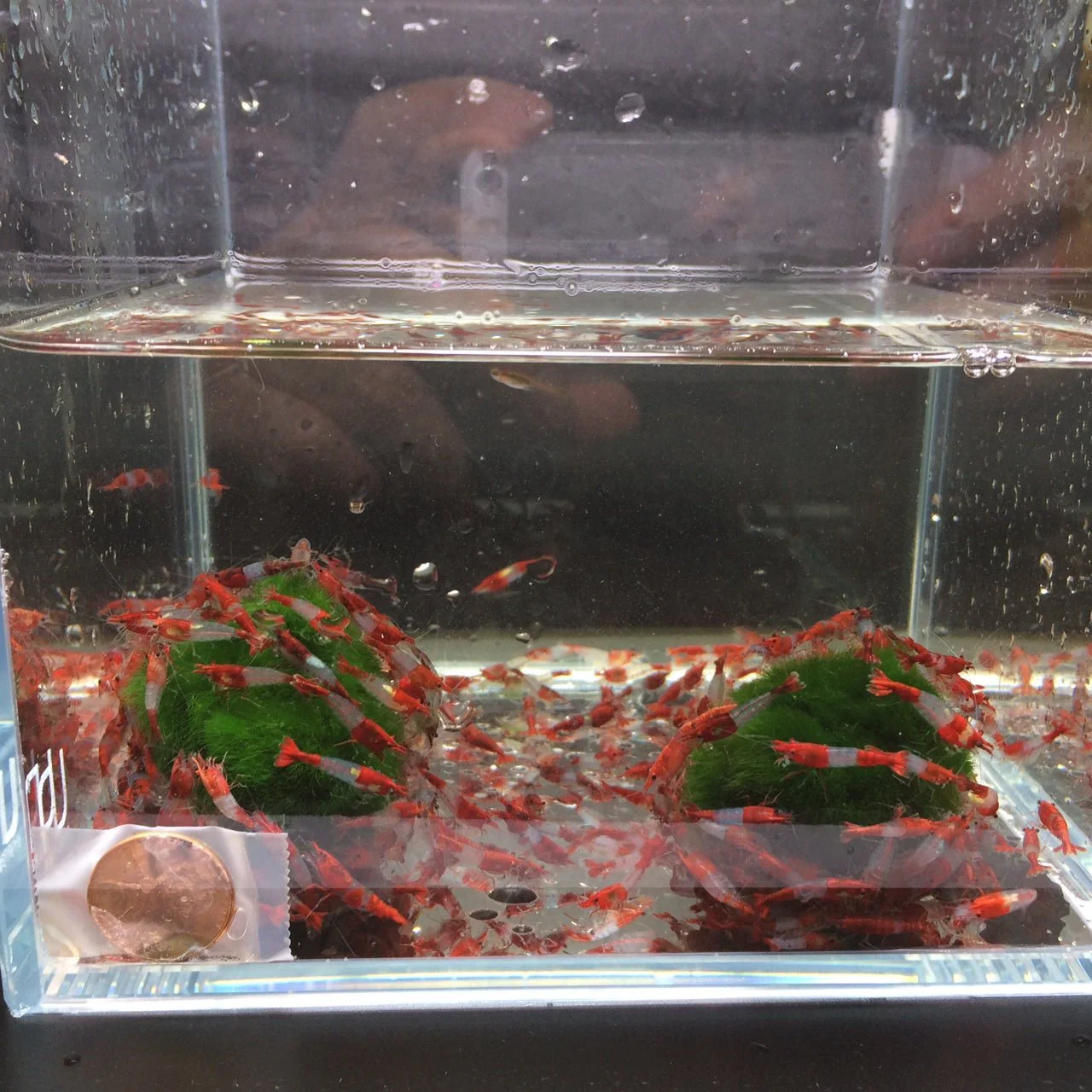 Red Rili Shrimp - Image 4