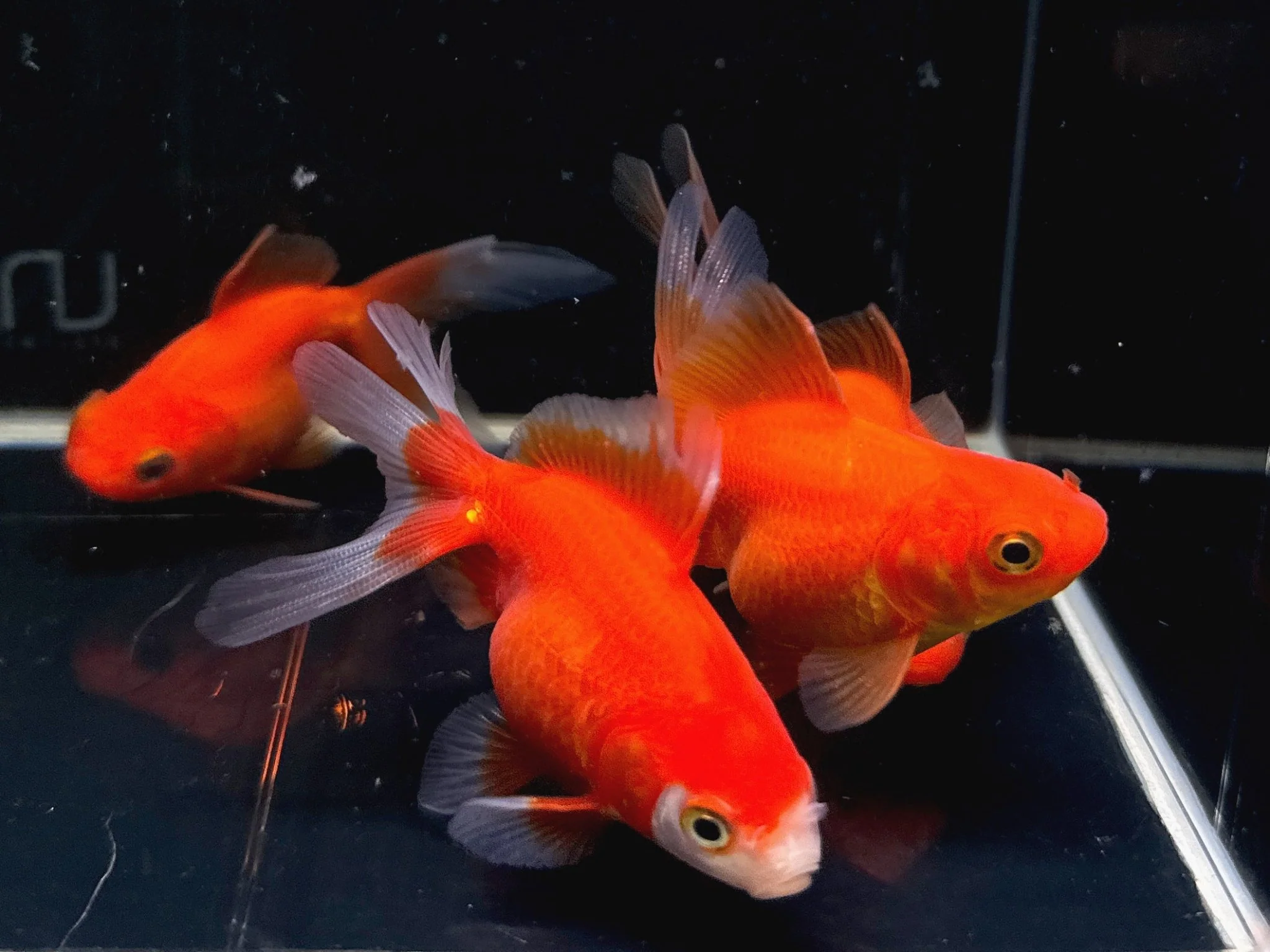 Red Ryukin Goldfish 2.75-3.25"