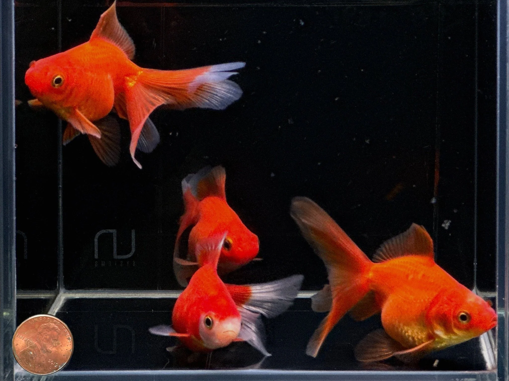 Red Ryukin Goldfish 2.75-3.25" - Image 2