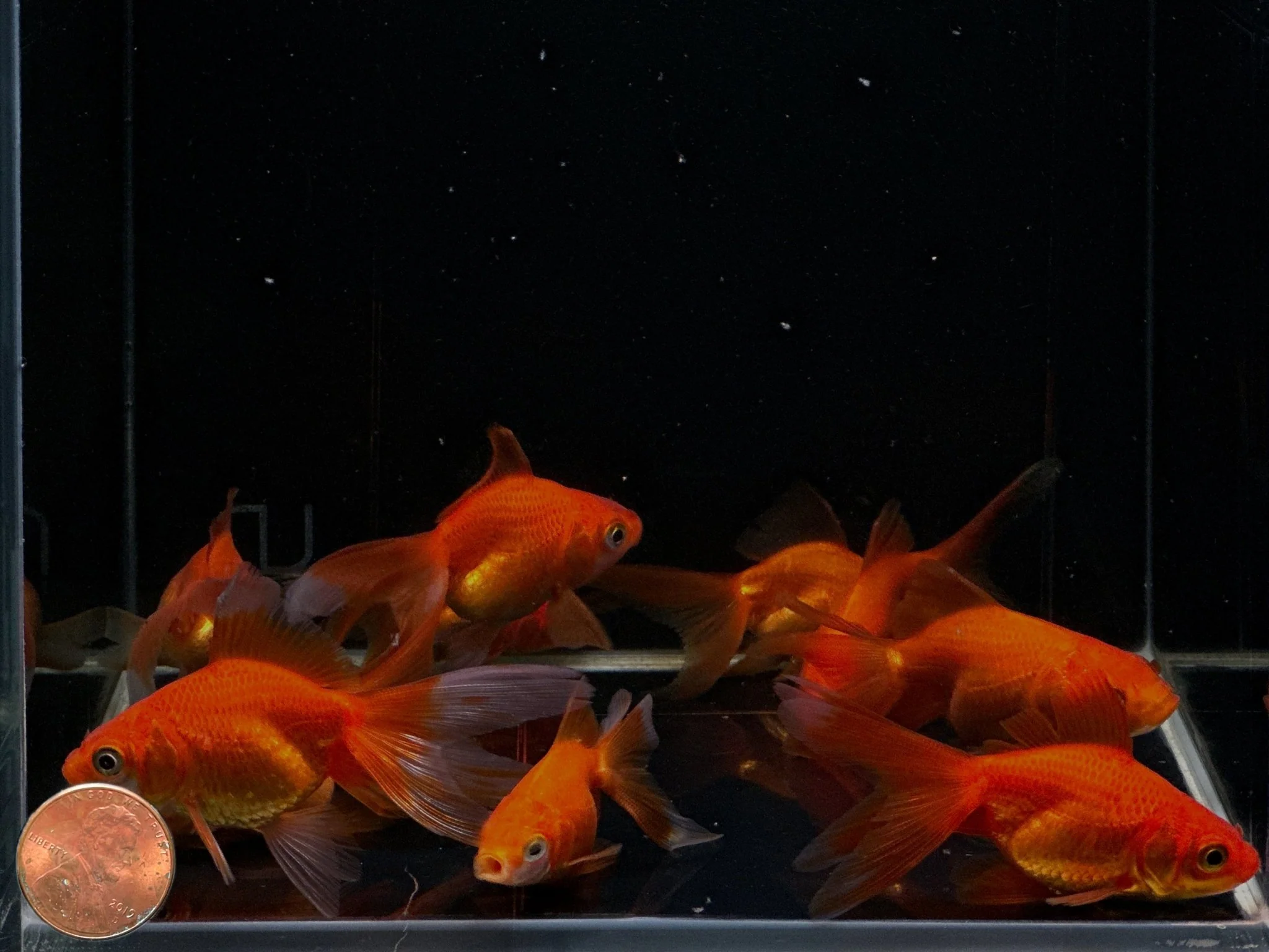 Red Ryukin Goldfish - 2-2.5" - Image 2