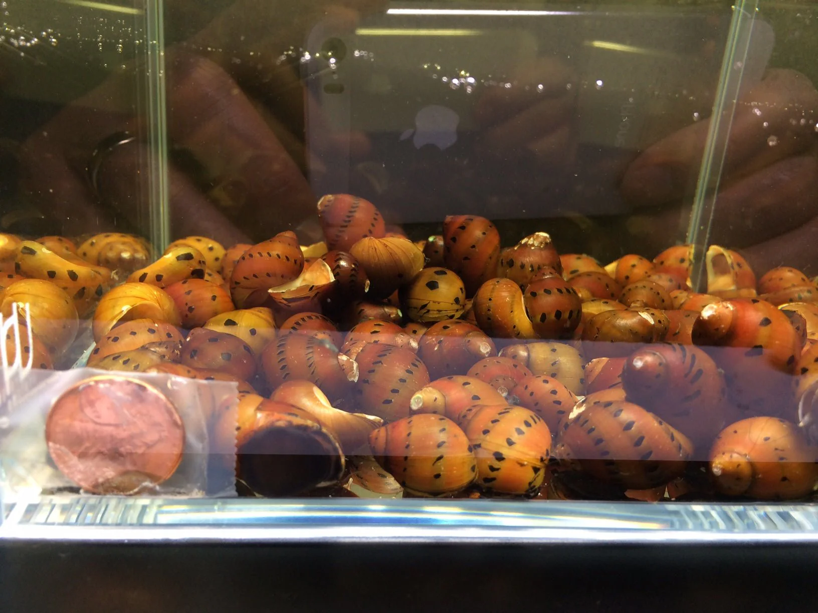 Red Spotted Nerite Snail