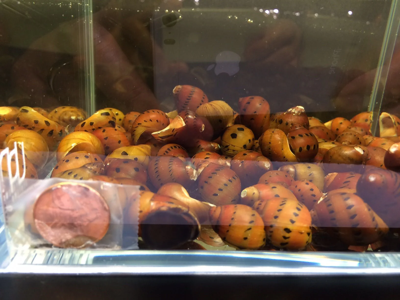Red Spotted Nerite Snail - Image 2