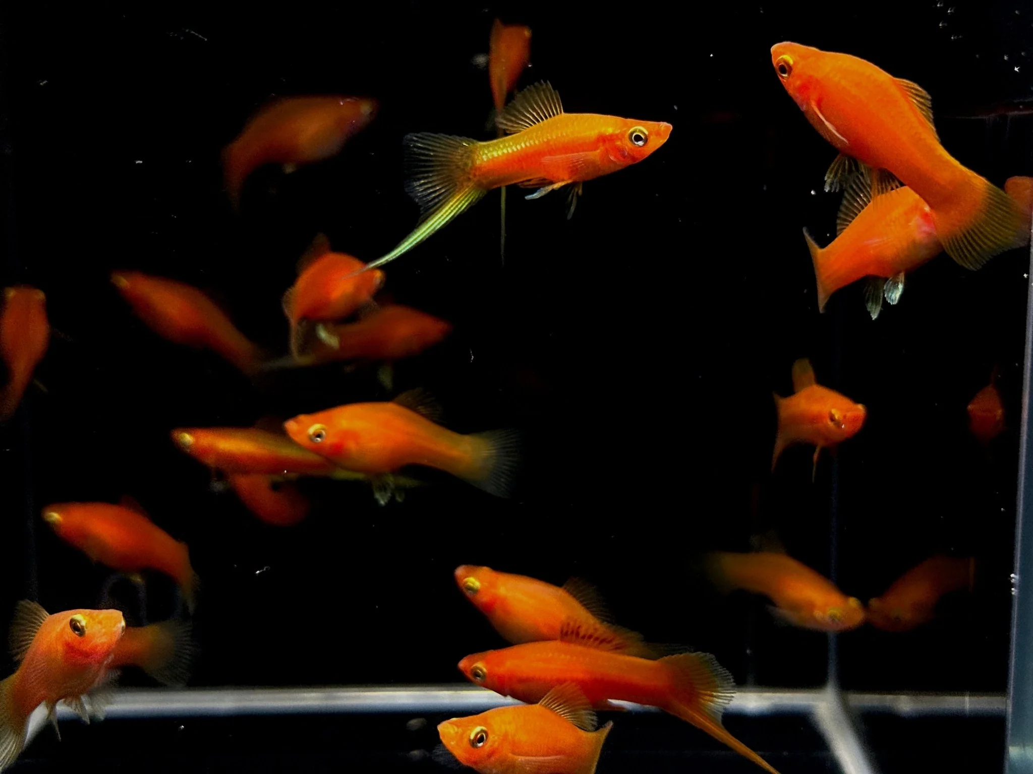 Red Swordtail