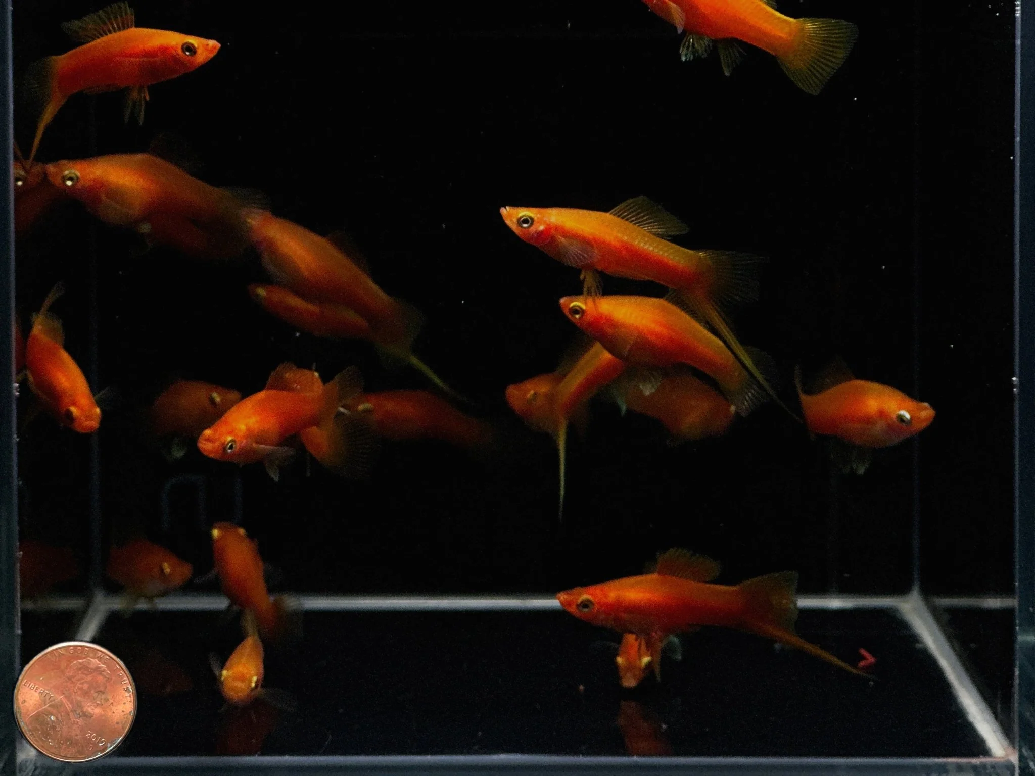 Red Swordtail - Image 2