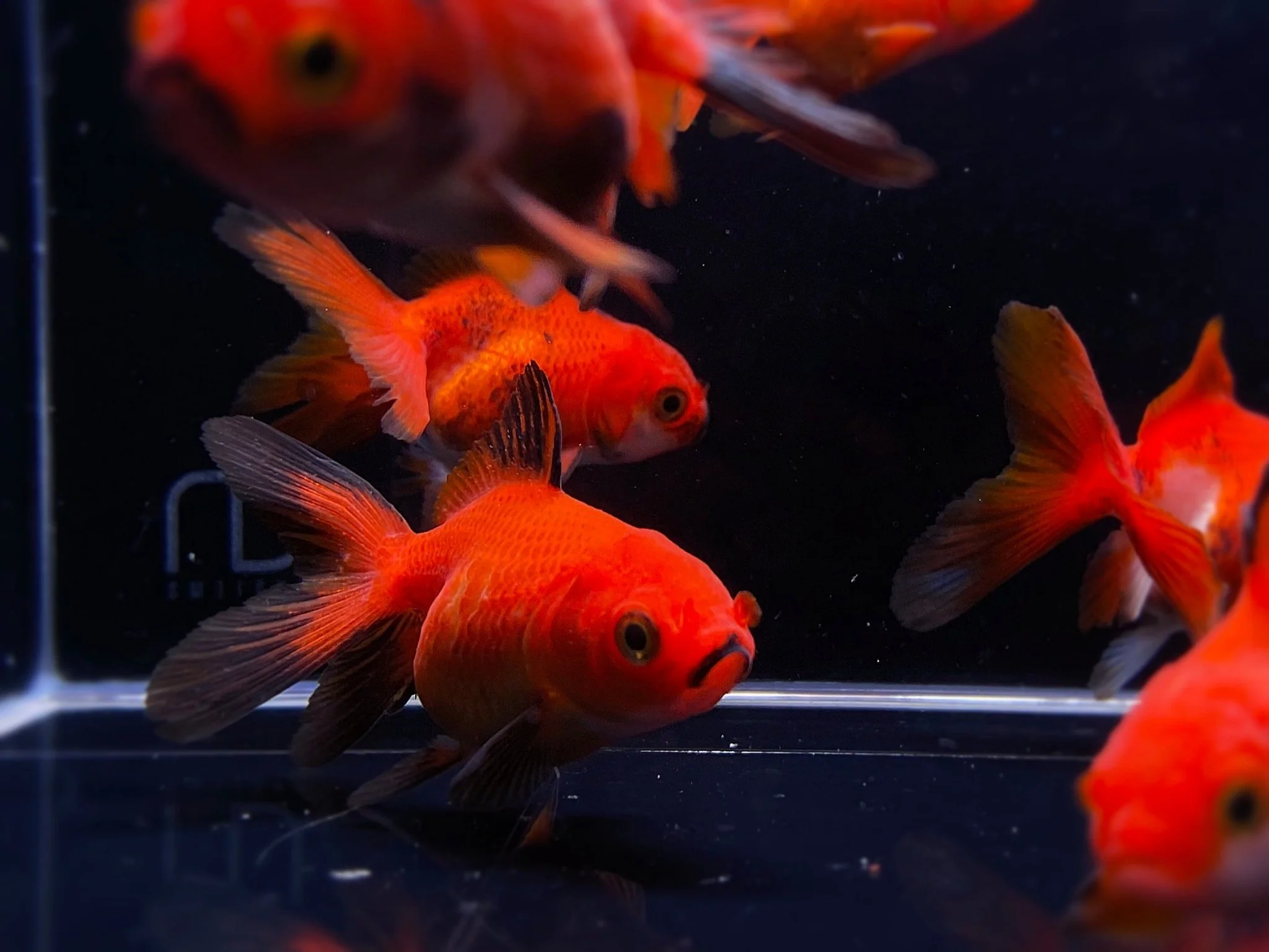 Red Thailand Oranda Goldfish - 2"-2.5"
