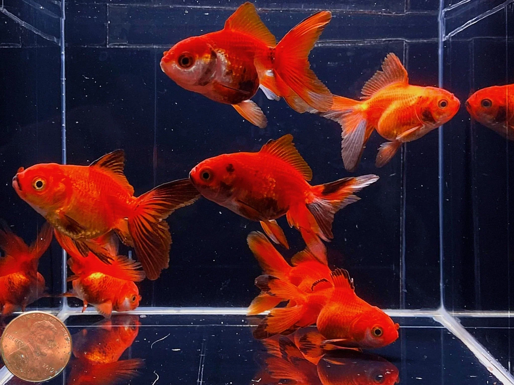 Red Thailand Oranda Goldfish - 2"-2.5" - Image 2
