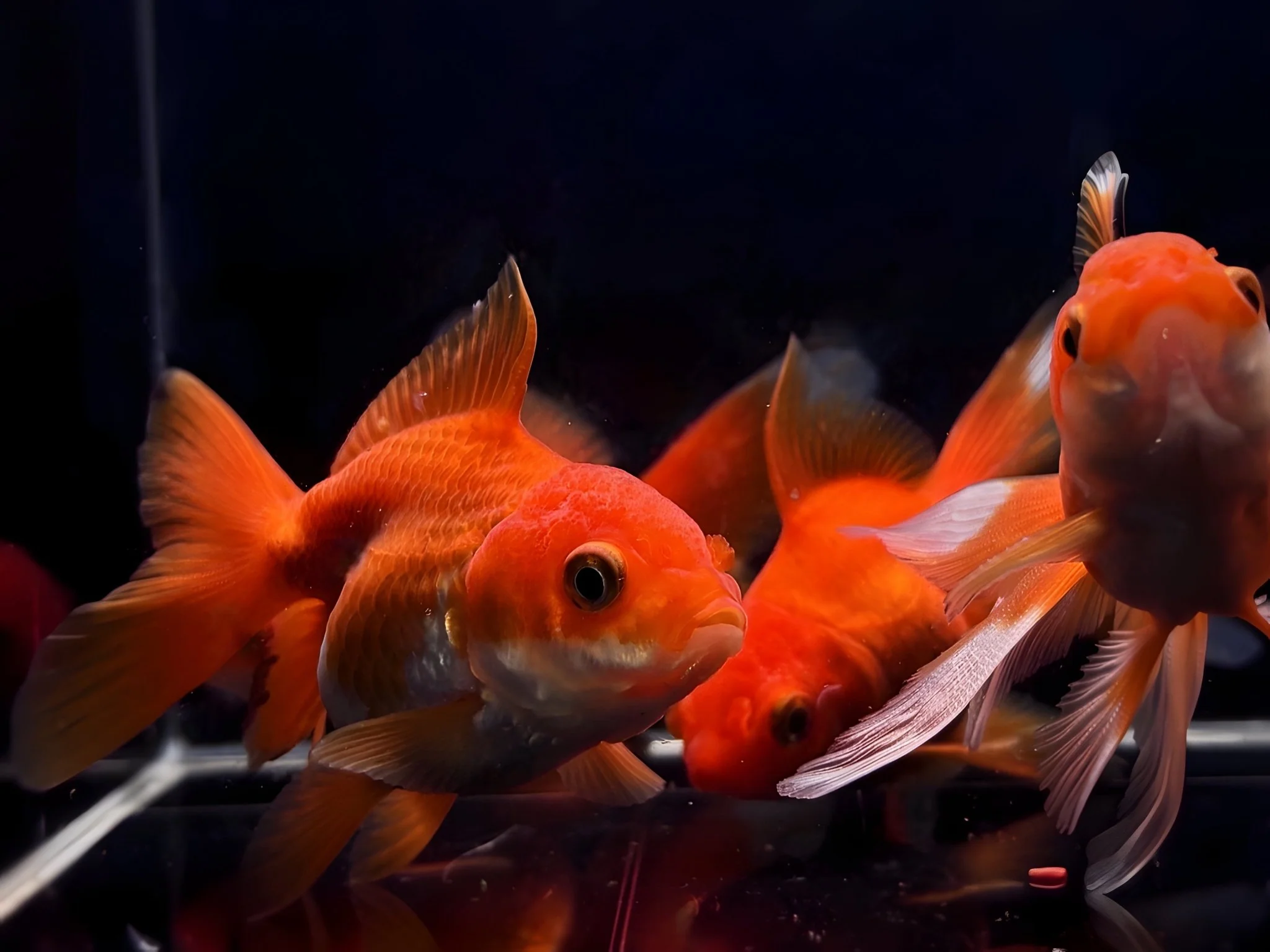 Red Thailand Oranda Goldfish - 2.75"-3.25"
