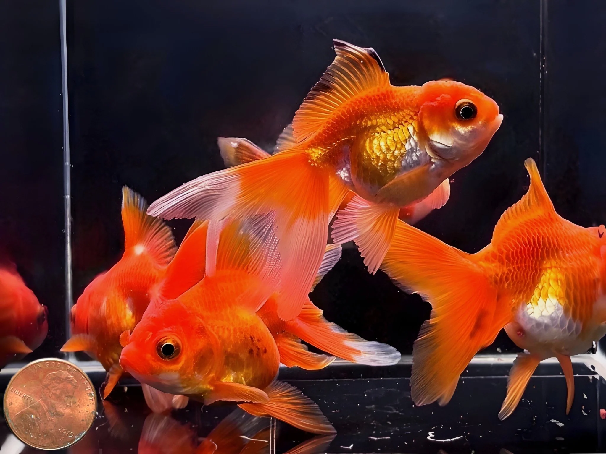 Red Thailand Oranda Goldfish - 2.75"-3.25" - Image 3
