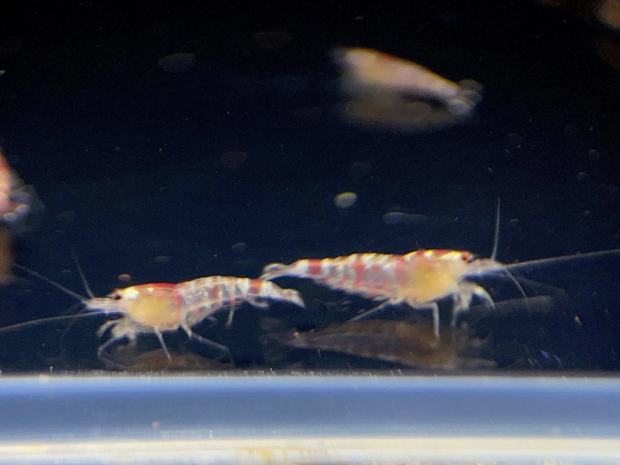 Red Tiger Shrimp