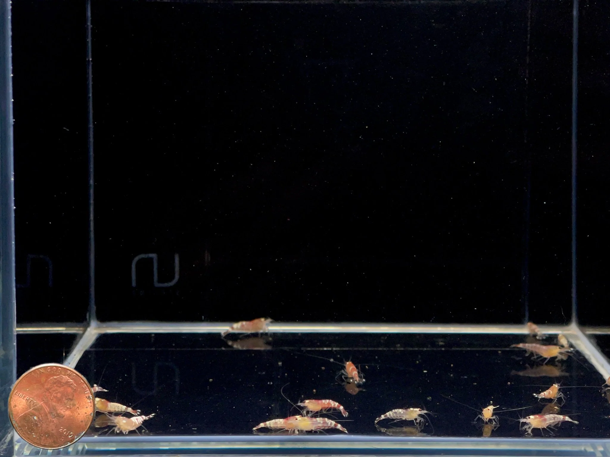 Red Tiger Shrimp - Image 2