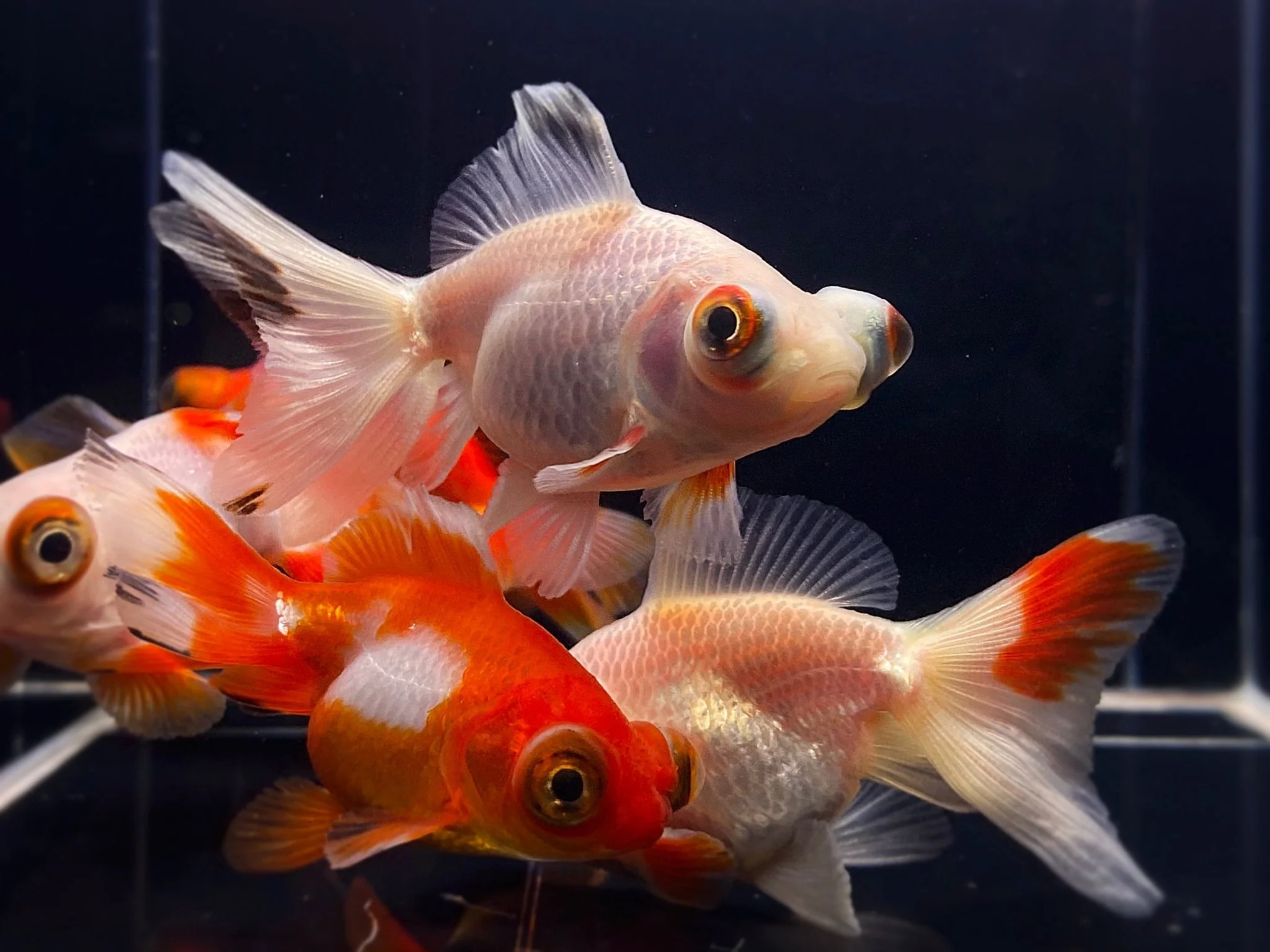 Red & White Butterfly Tail Goldfish - 2.5-2.75"