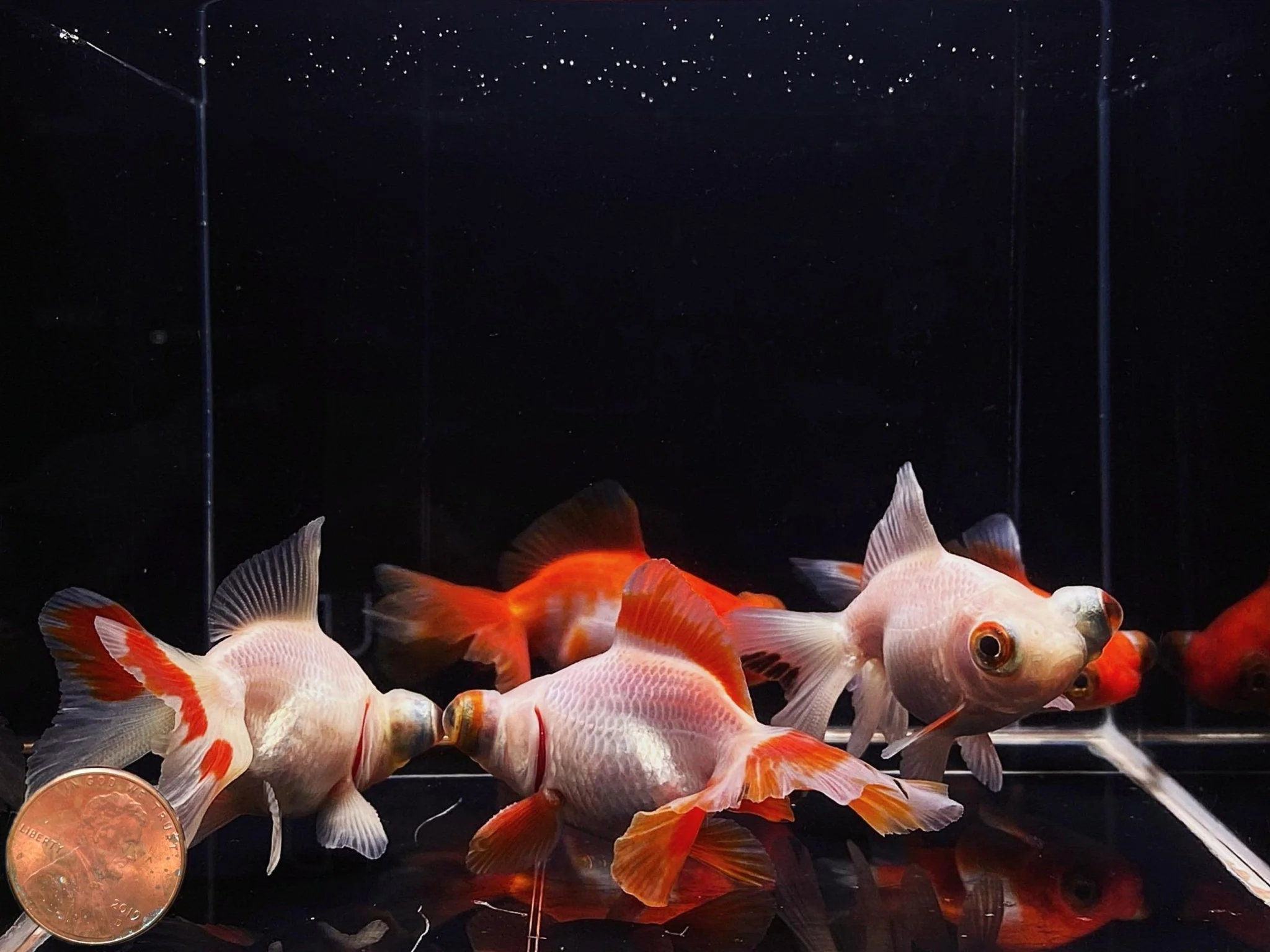 Red & White Butterfly Tail Goldfish - 2.5-2.75" - Image 2