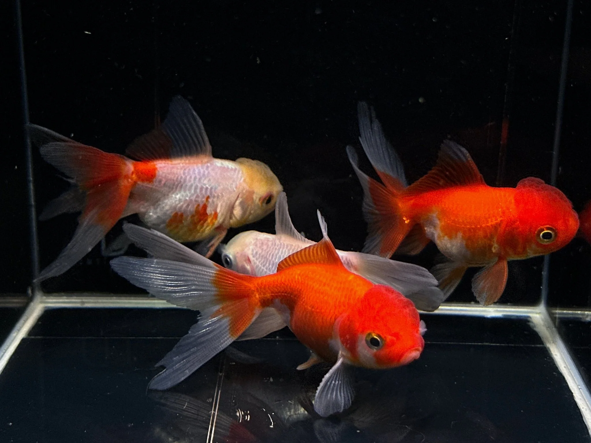 Red & White Oranda Goldfish 2.75-3.25"