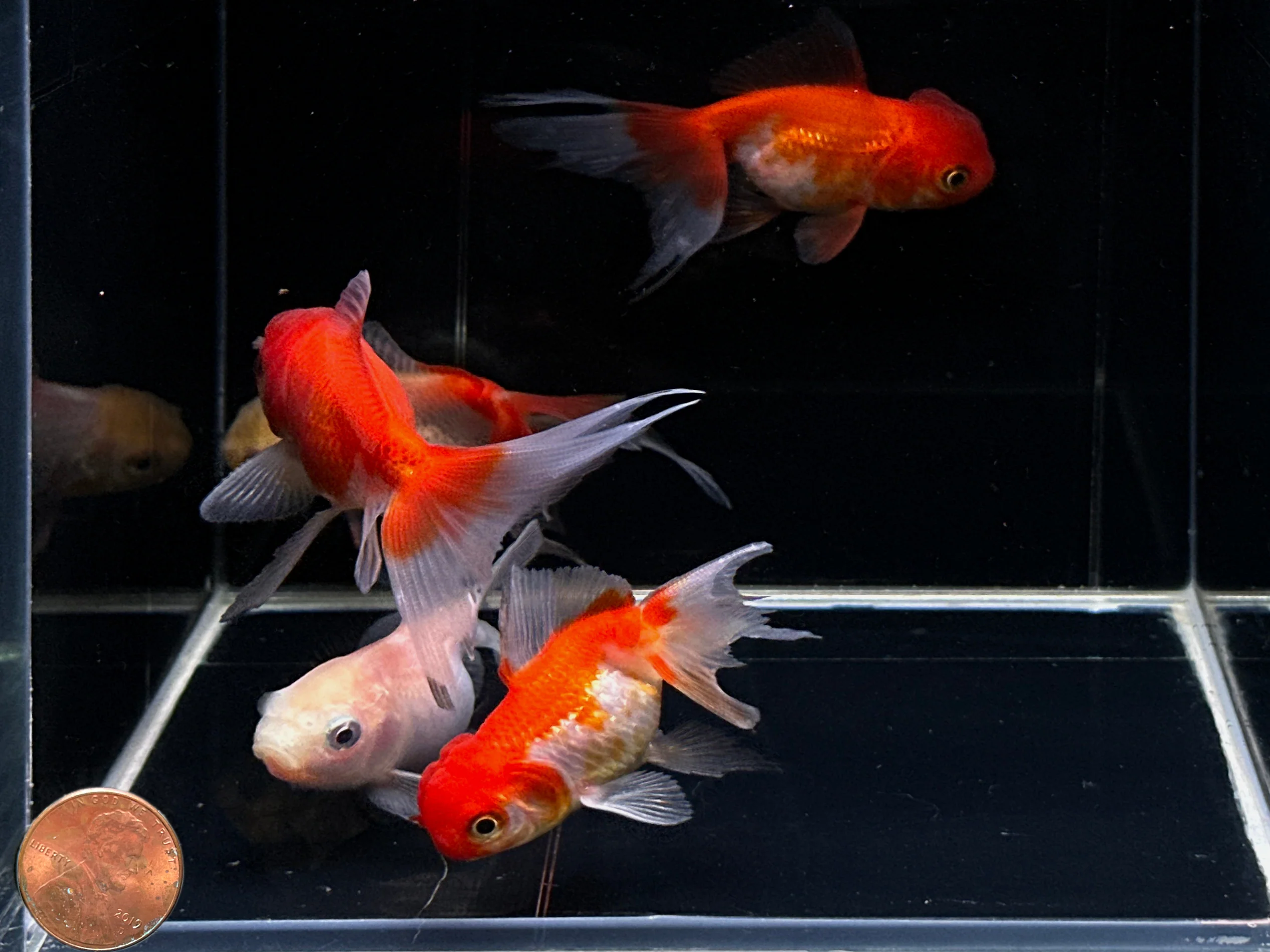 Red & White Oranda Goldfish 2.75-3.25" - Image 2