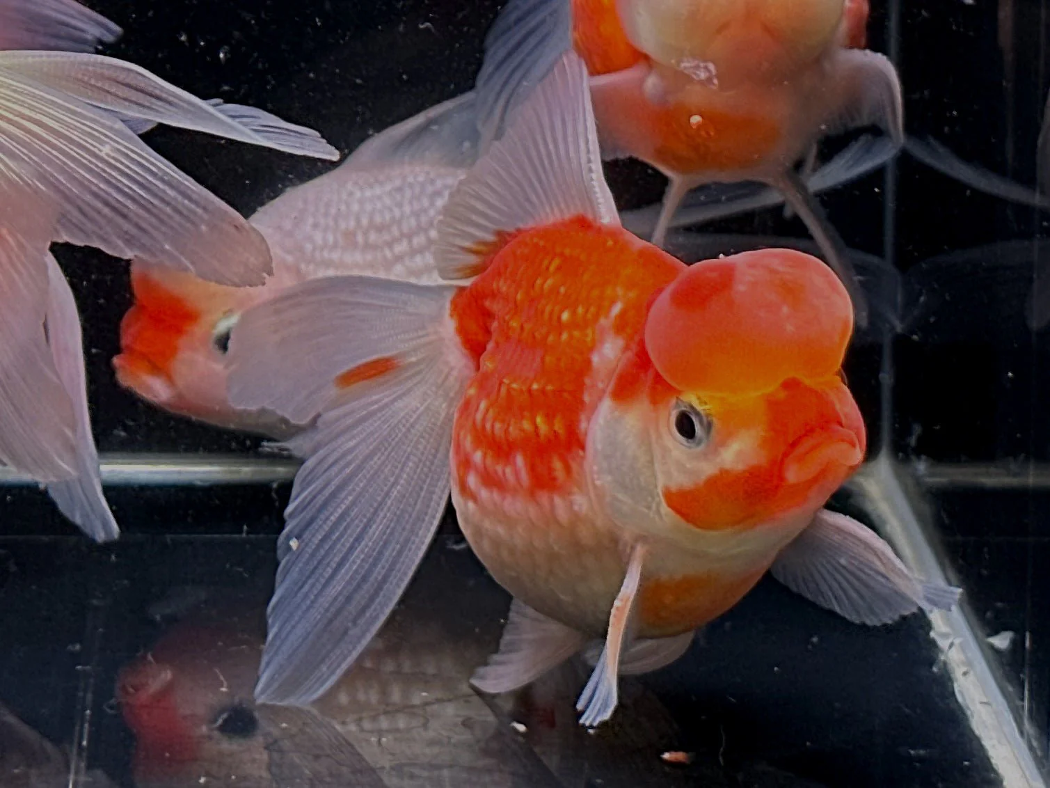 Red & White Pearlscale Oranda Goldfish 3.25-3.5"