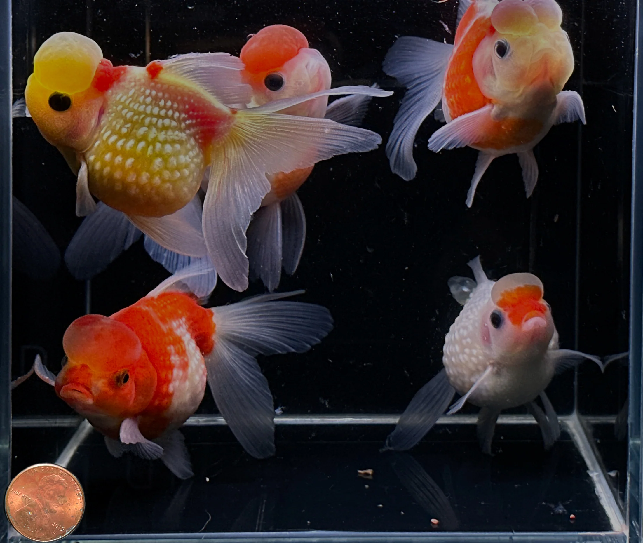 Red & White Pearlscale Oranda Goldfish 3.25-3.5" - Image 2