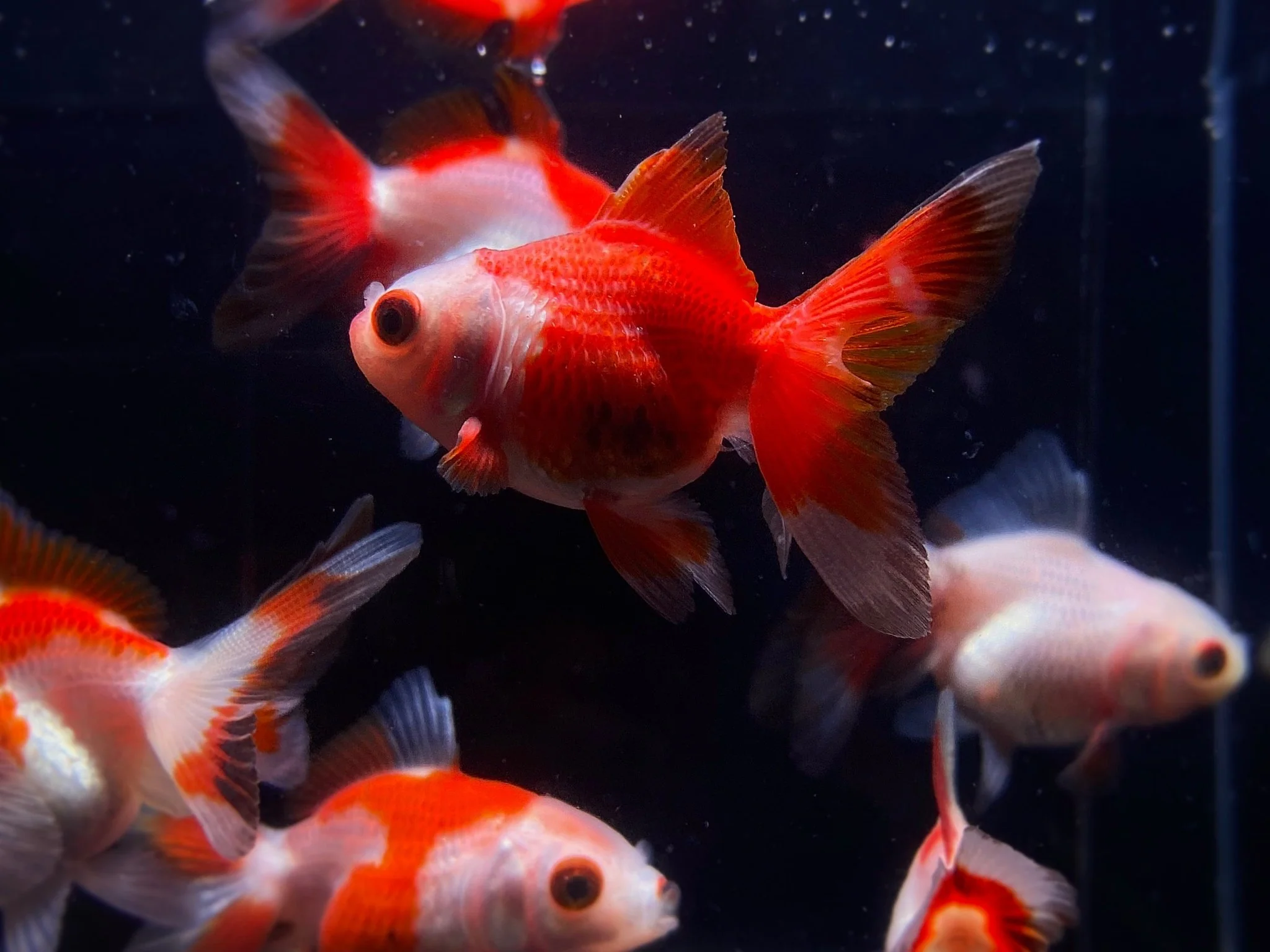 Red & White Thailand Oranda Goldfish - 2"-2.5"