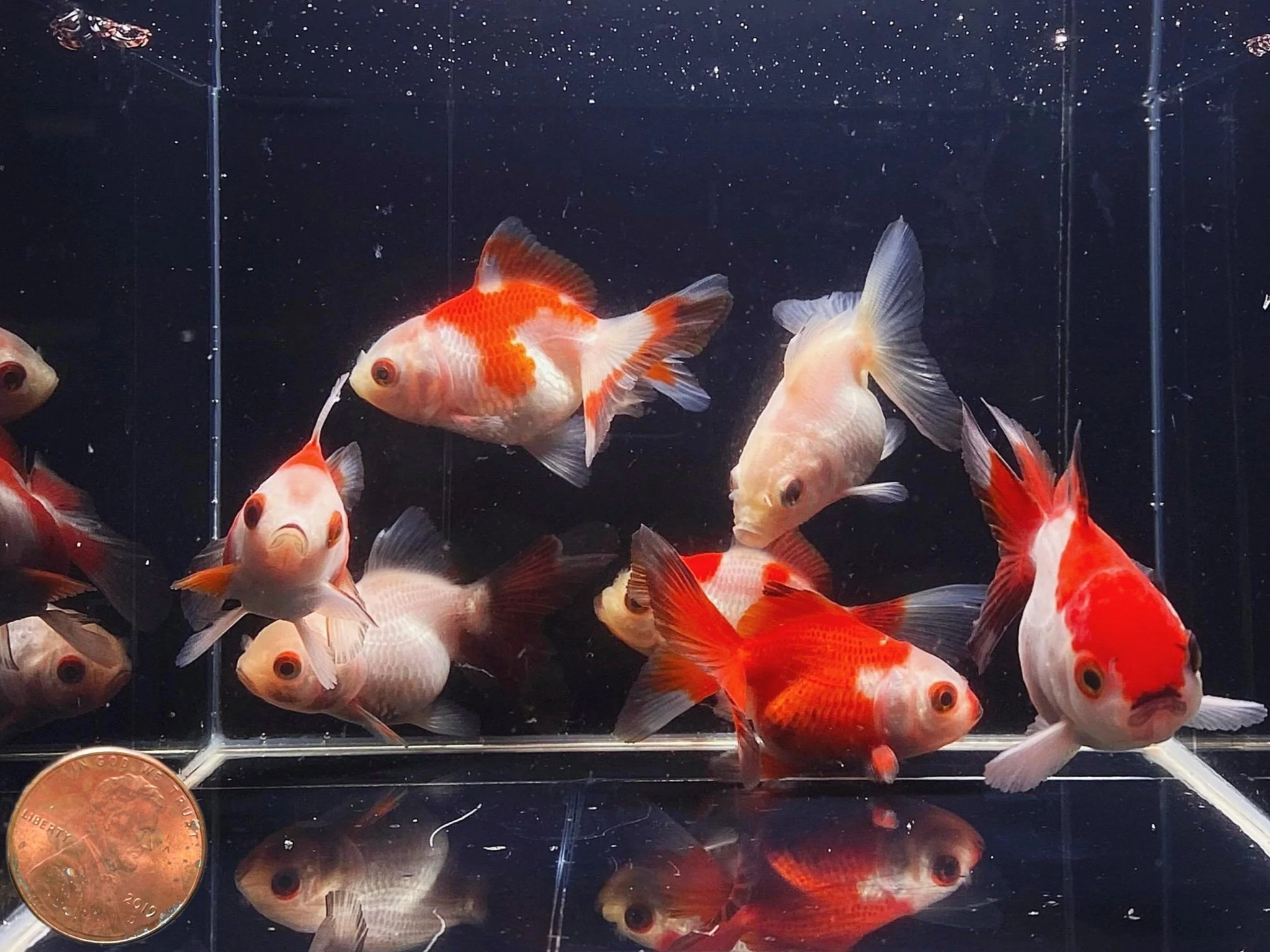 Red & White Thailand Oranda Goldfish - 2"-2.5" - Image 2