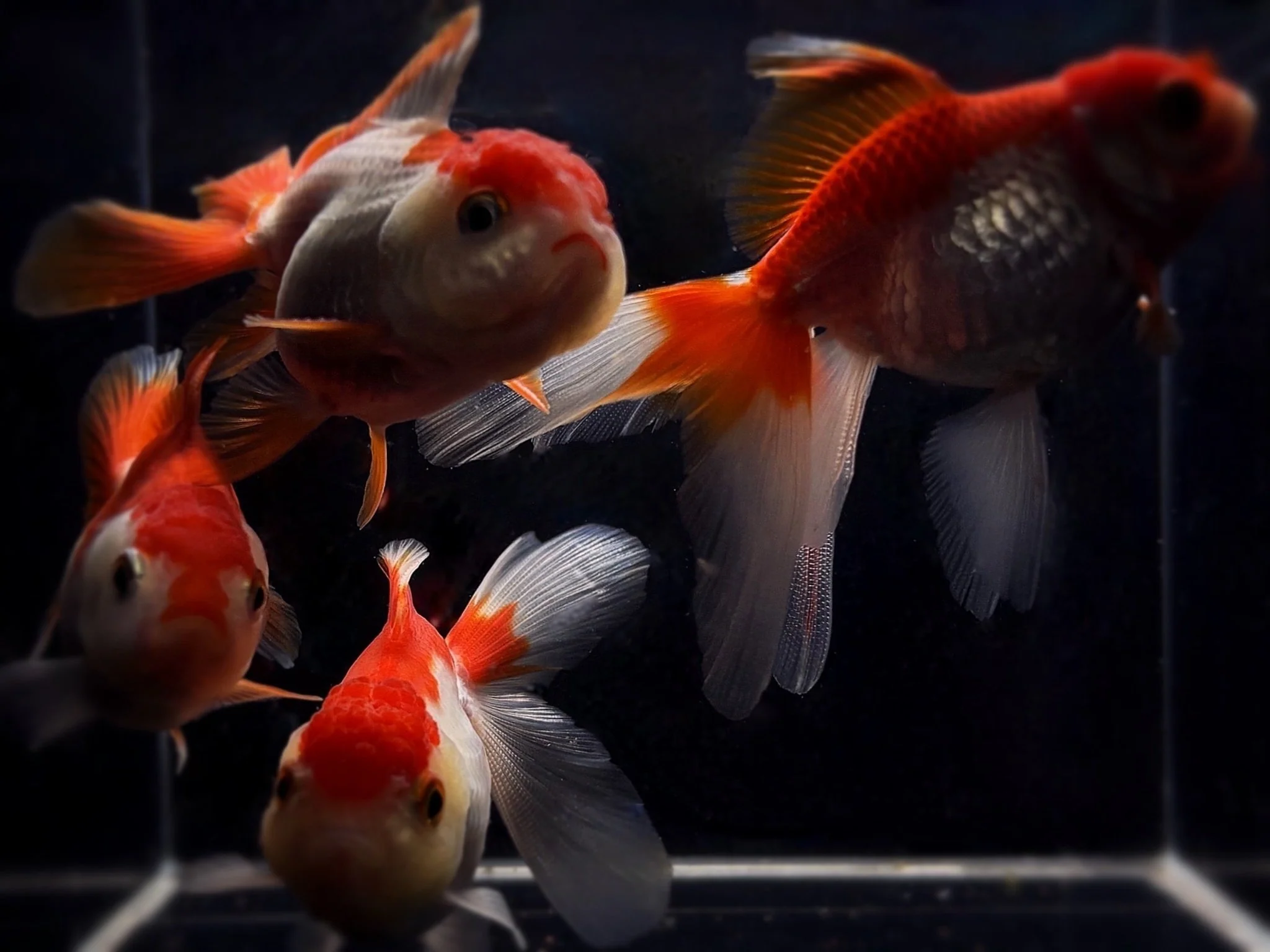 Red & White Thailand Oranda Goldfish - 2.75"-3.25"