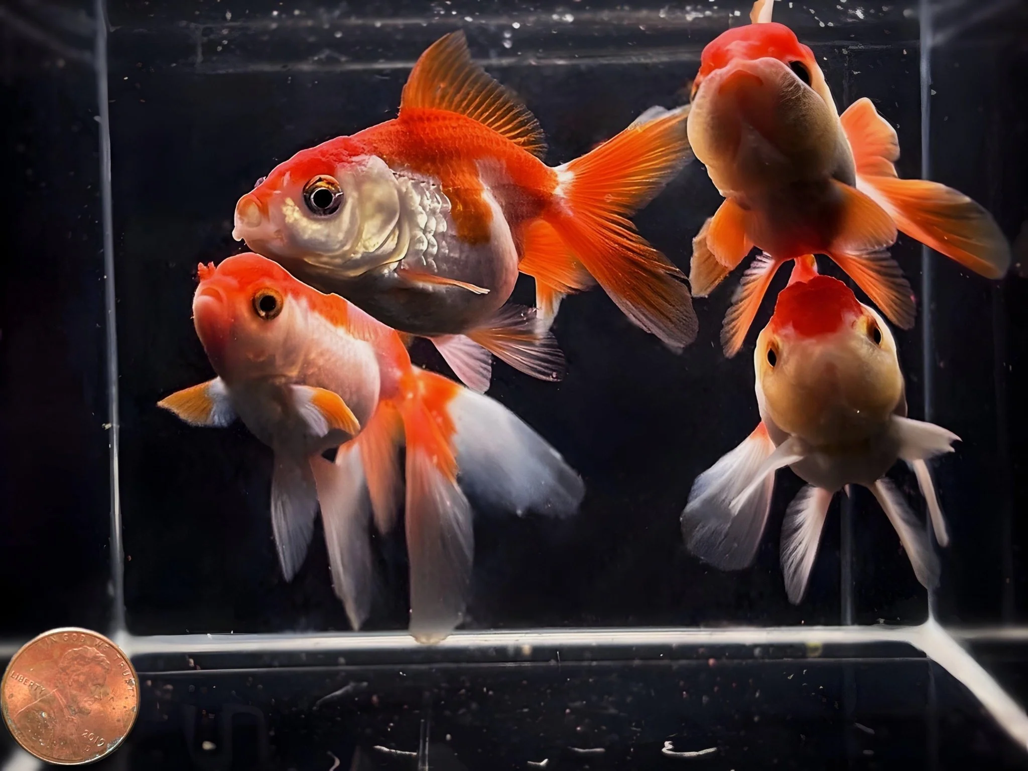 Red & White Thailand Oranda Goldfish - 2.75"-3.25" - Image 2