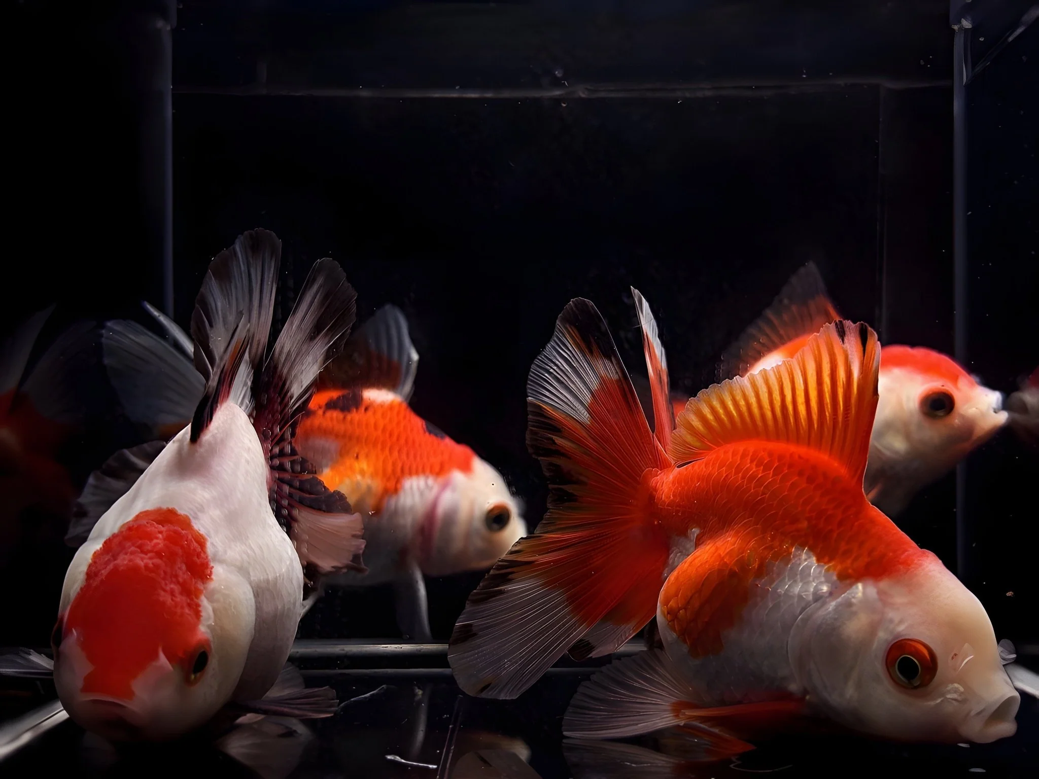 Red & White Thailand Oranda Goldfish - 3.25"-3.5"