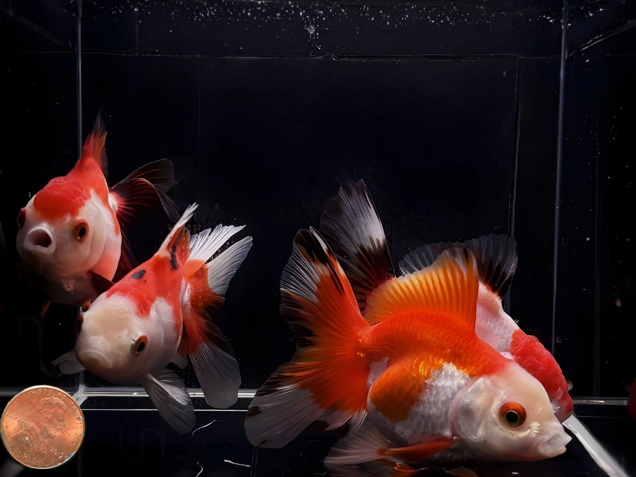Red & White Thailand Oranda Goldfish - 3.25"-3.5" - Image 2