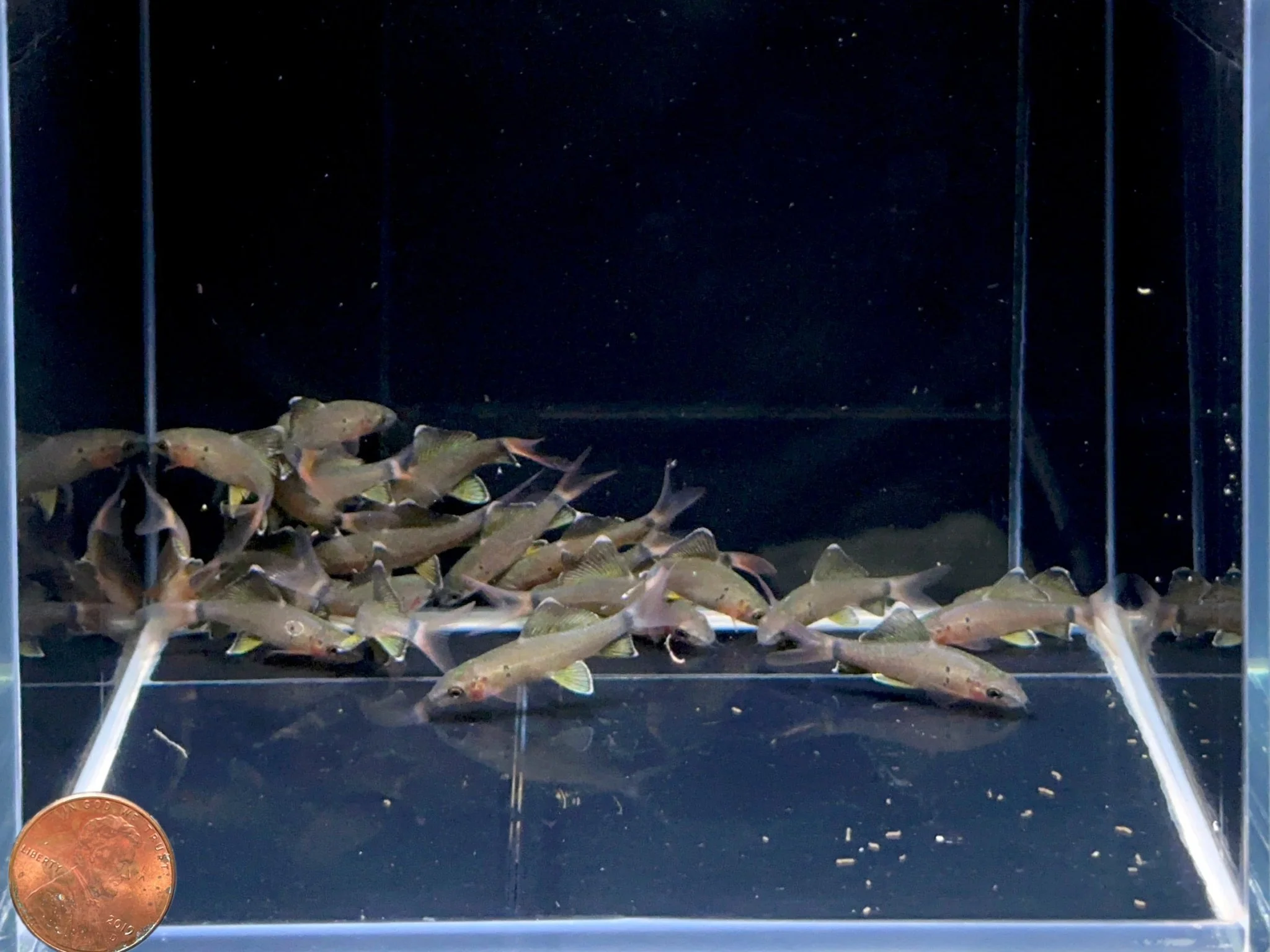 Redtail Shark (S) - Image 2
