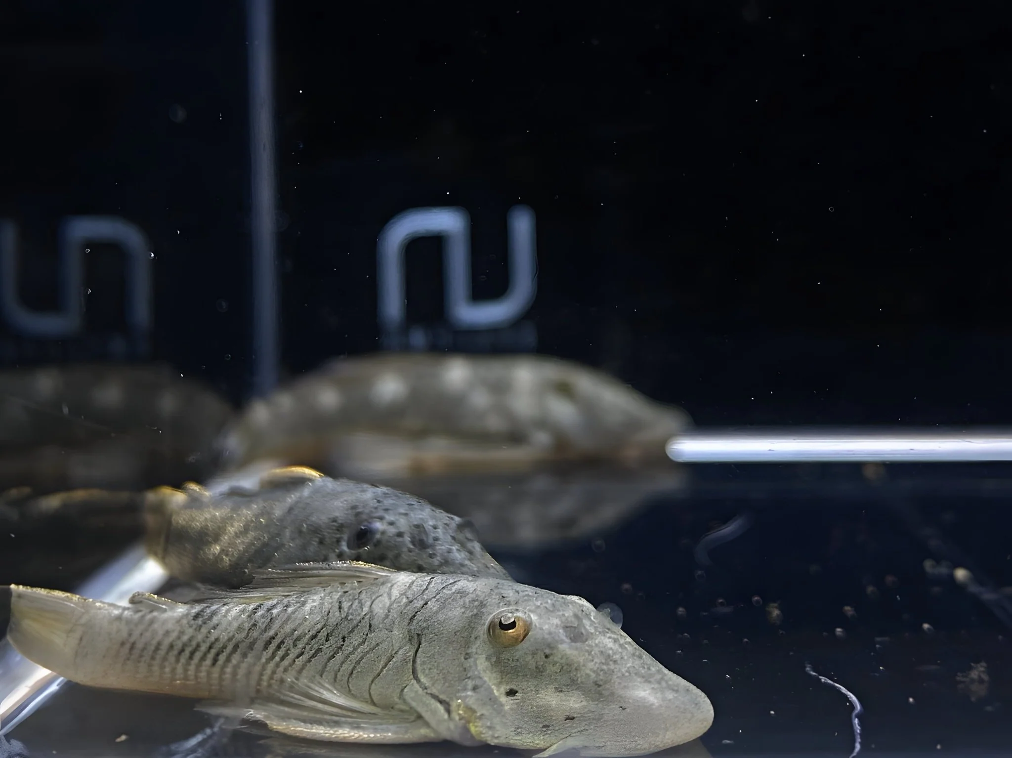 Rubber lip Pleco (Size Medium)