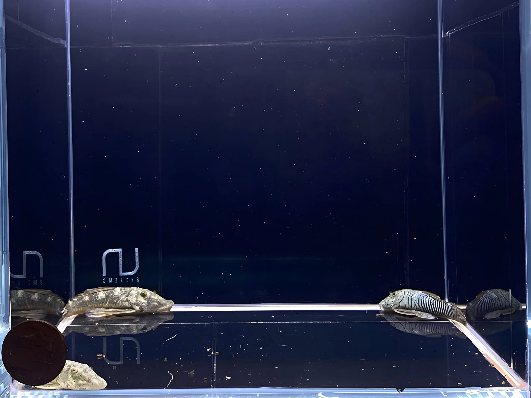 Rubber lip Pleco (Size Medium) - Image 2