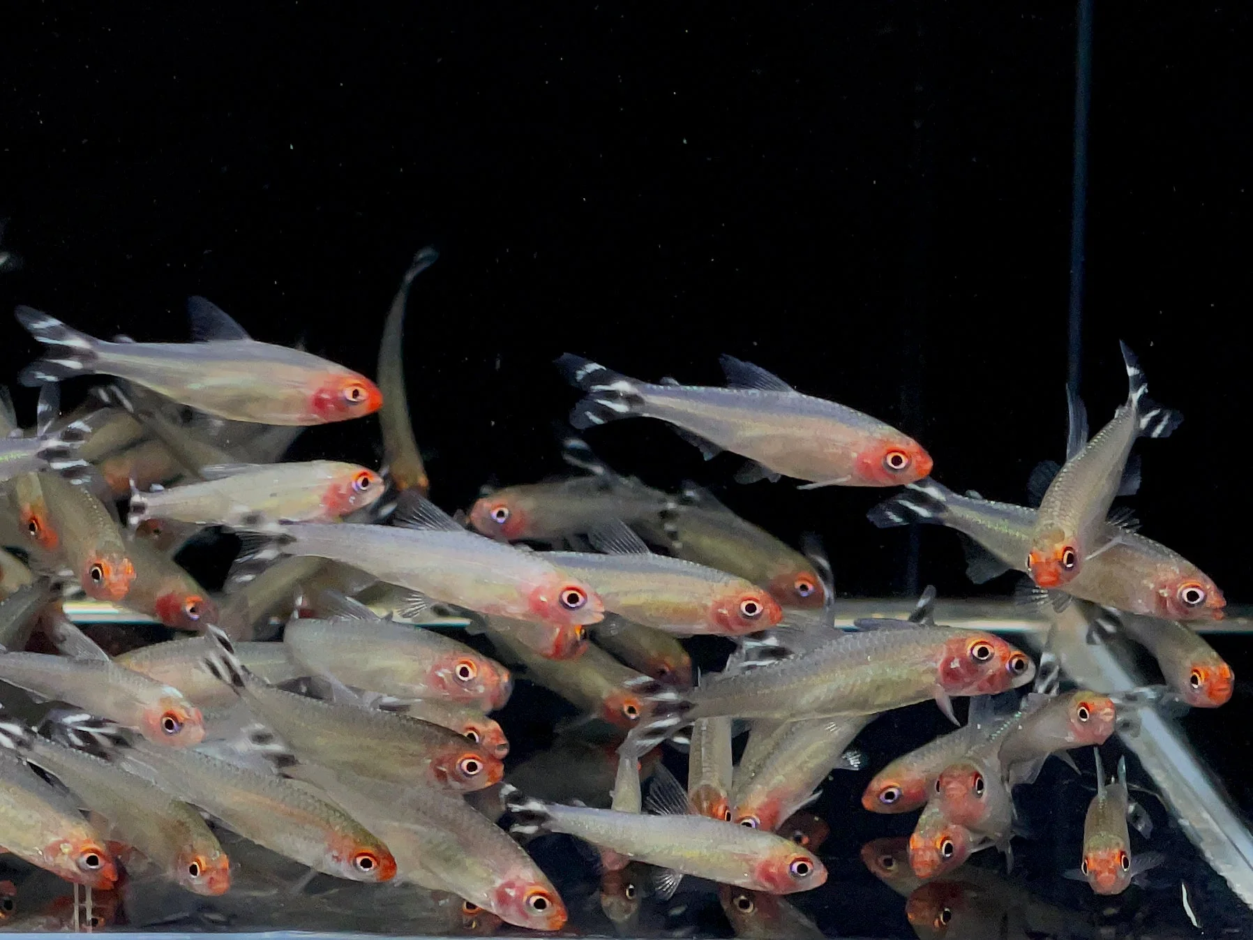 Rummynose Tetra (Medium)