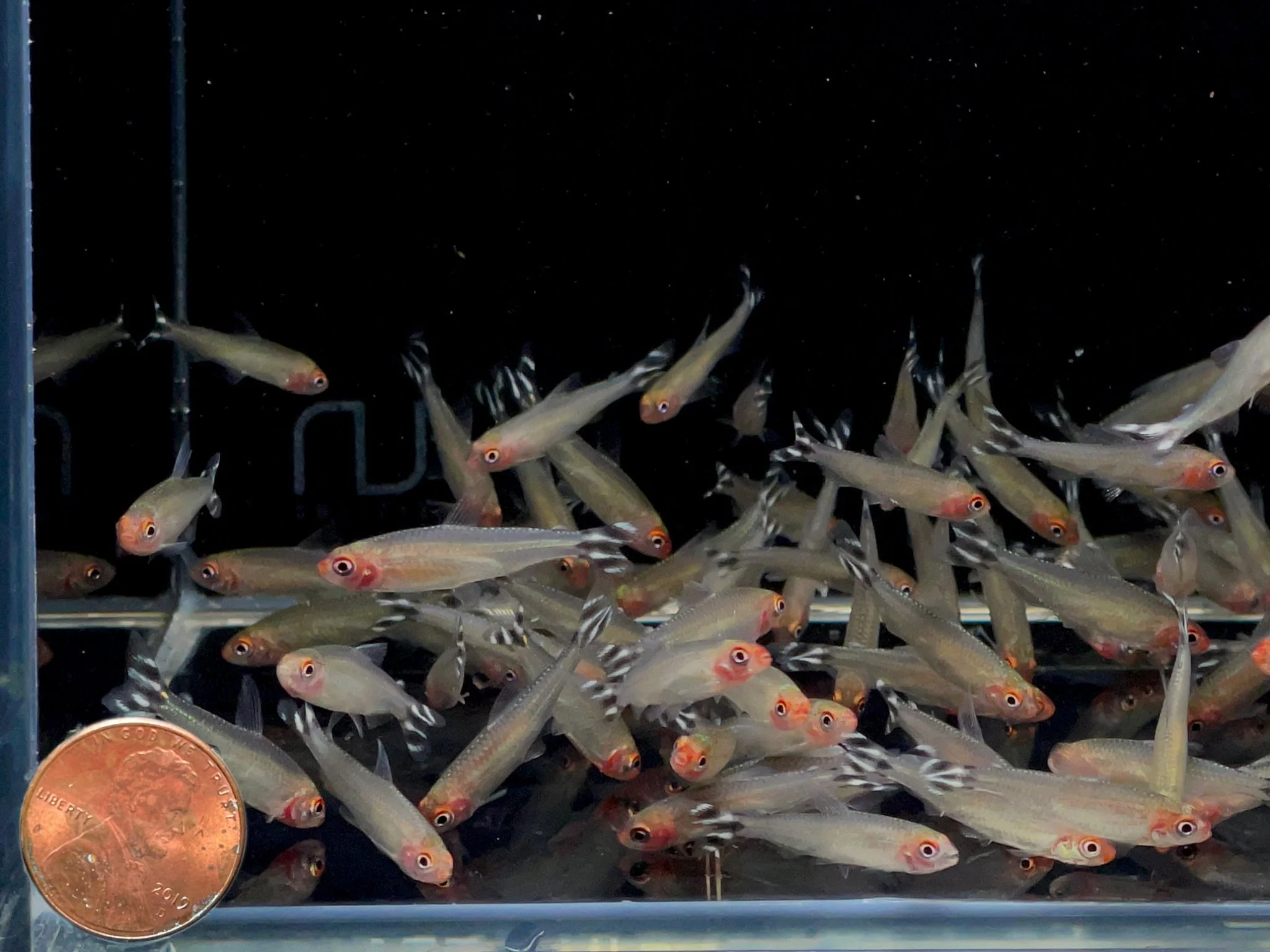 Rummynose Tetra (Medium) - Image 2