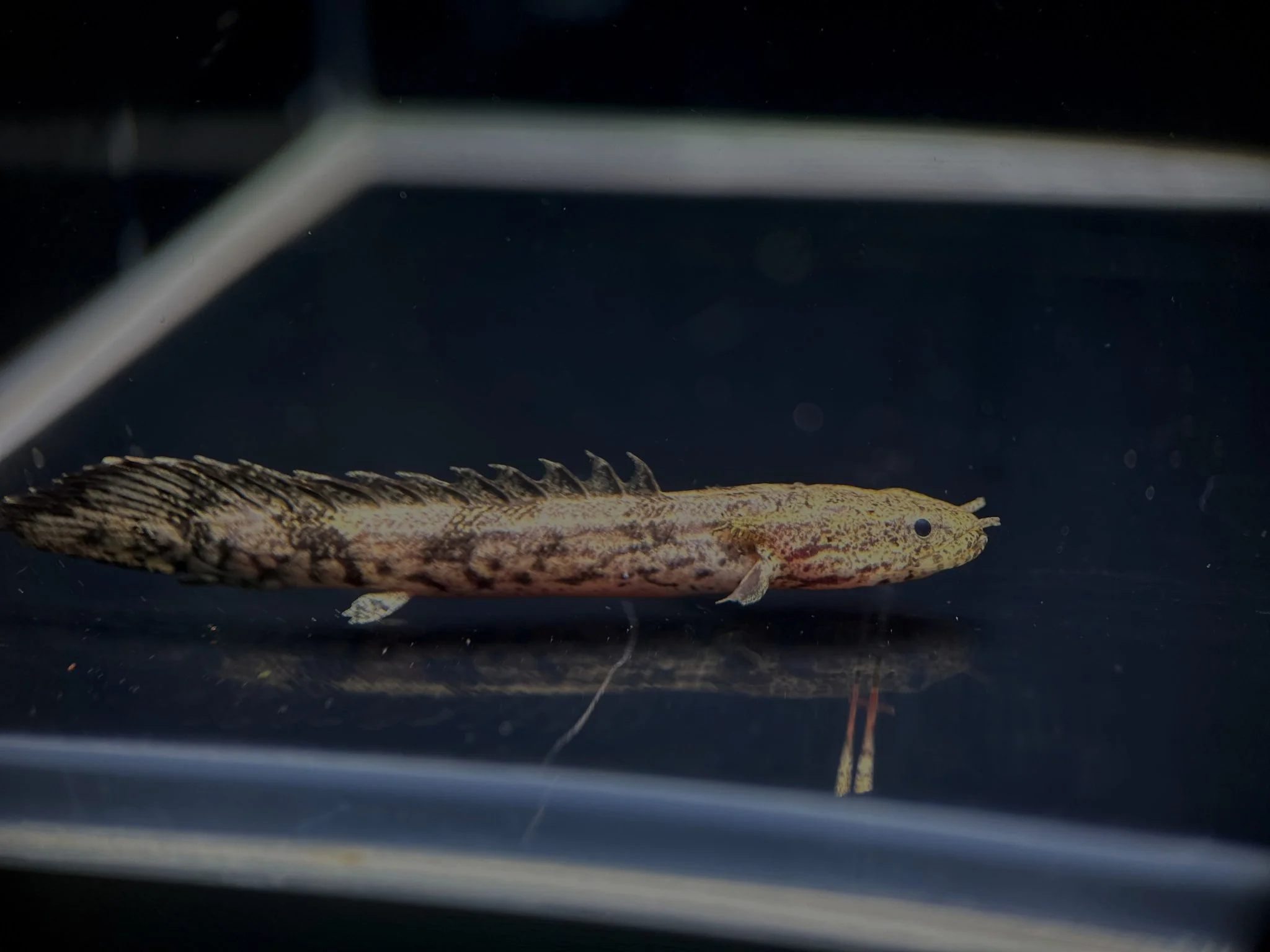Saddled Bichir