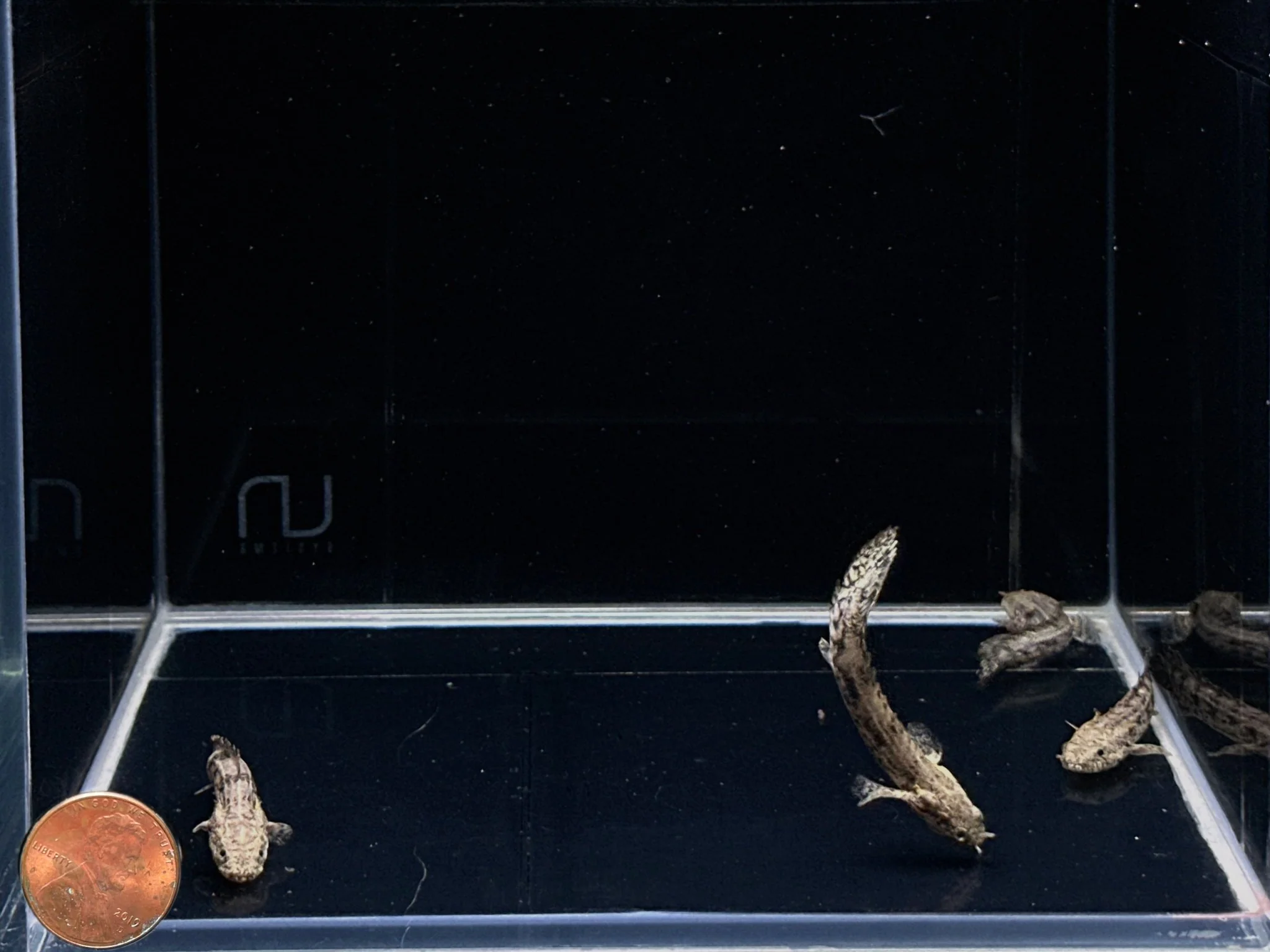 Saddled Bichir - Image 2