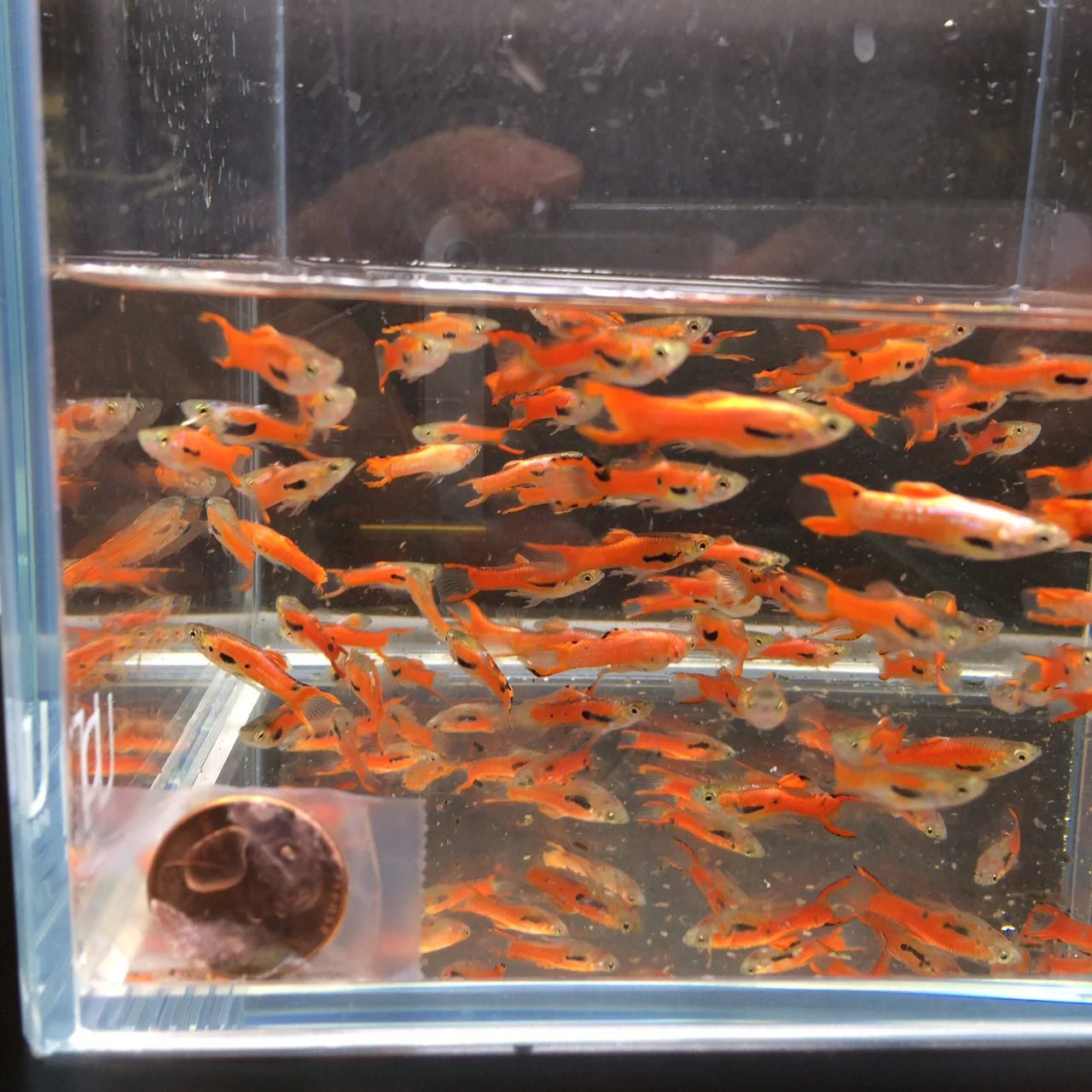 Scarlet Endler pairs