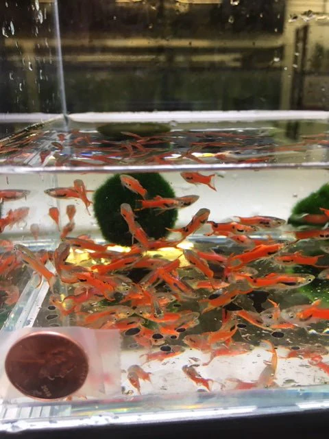 Scarlet Endler pairs - Image 3
